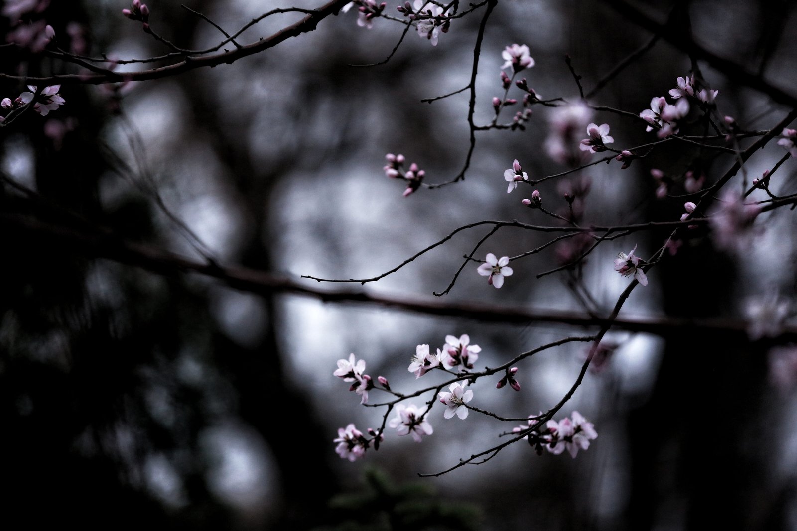 pink cherry blossom flowers white tree branch nature 2k 4k 5k