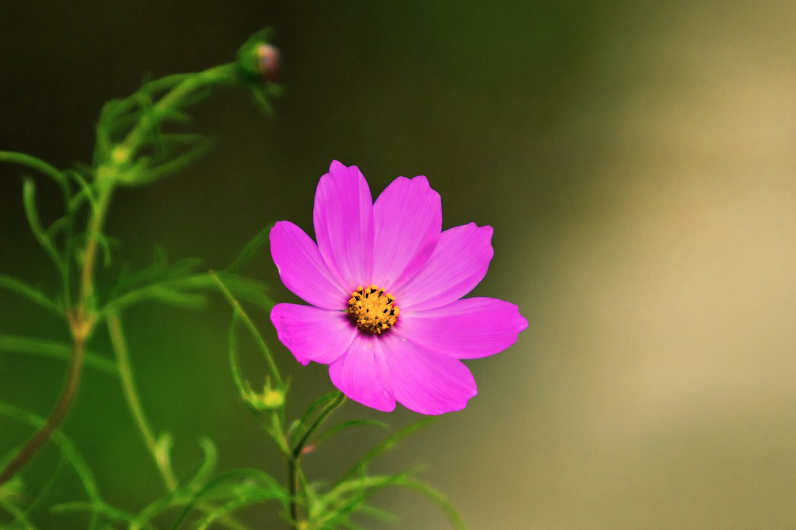 pink Cosmos flower Japan Kanagawa Yokohama Aoba Outdoor 2k 4k