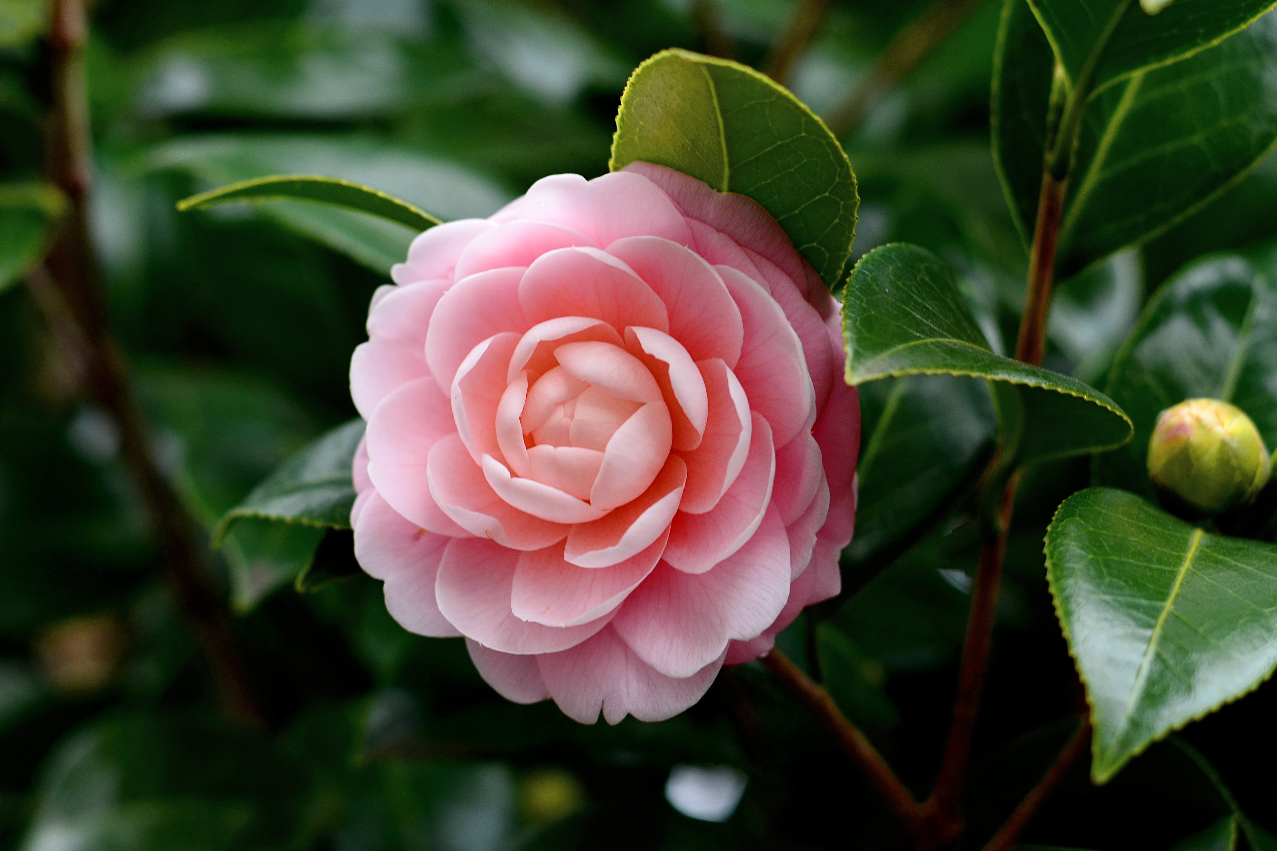 pink flower camellia japonica JAPAN 2k 4k