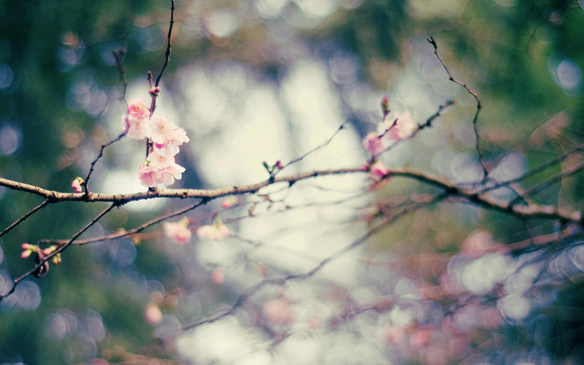 pink flowers and brown branch nature depth of field twigs 2k