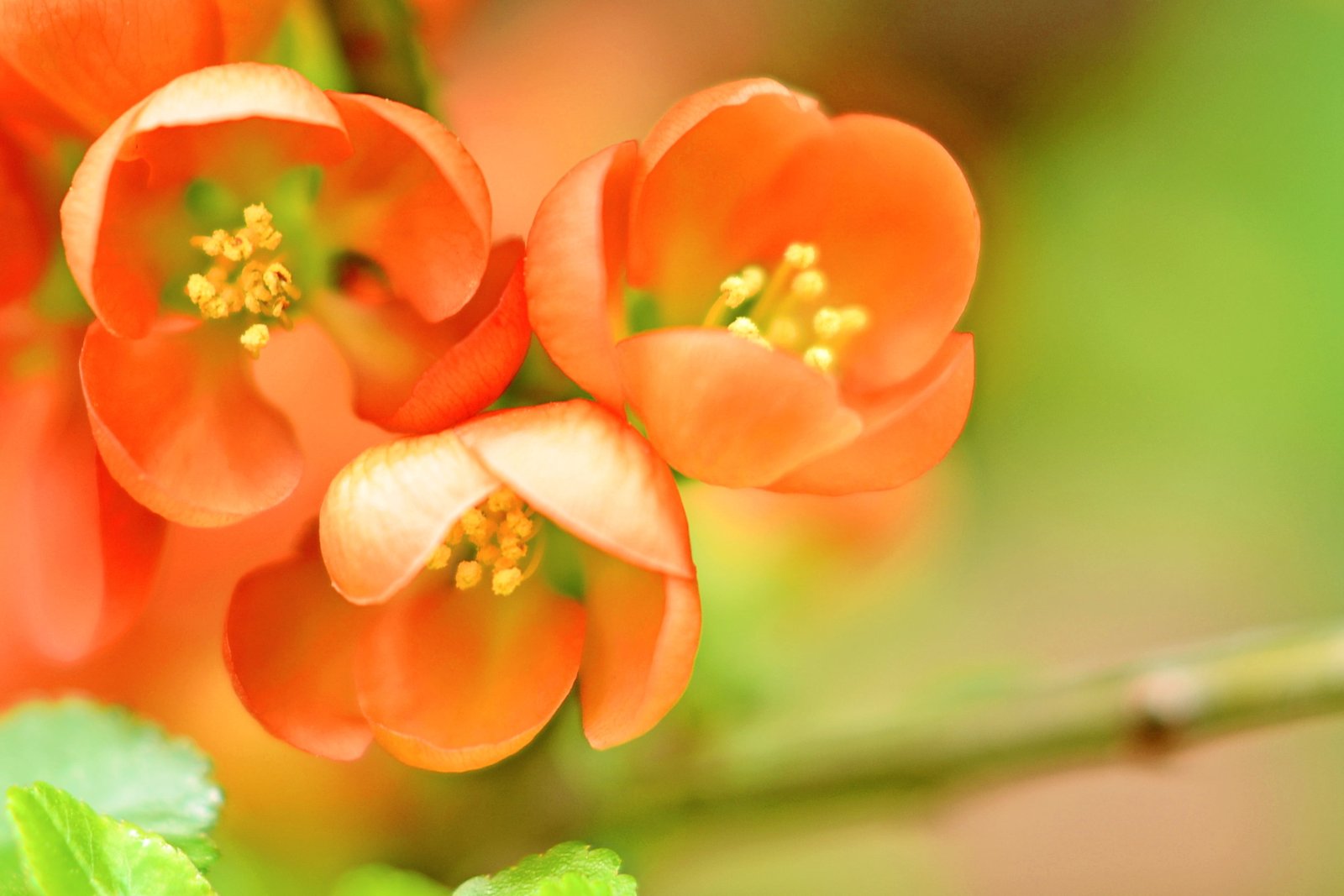 pink petaled flower in closeup photography flowering quince 2k