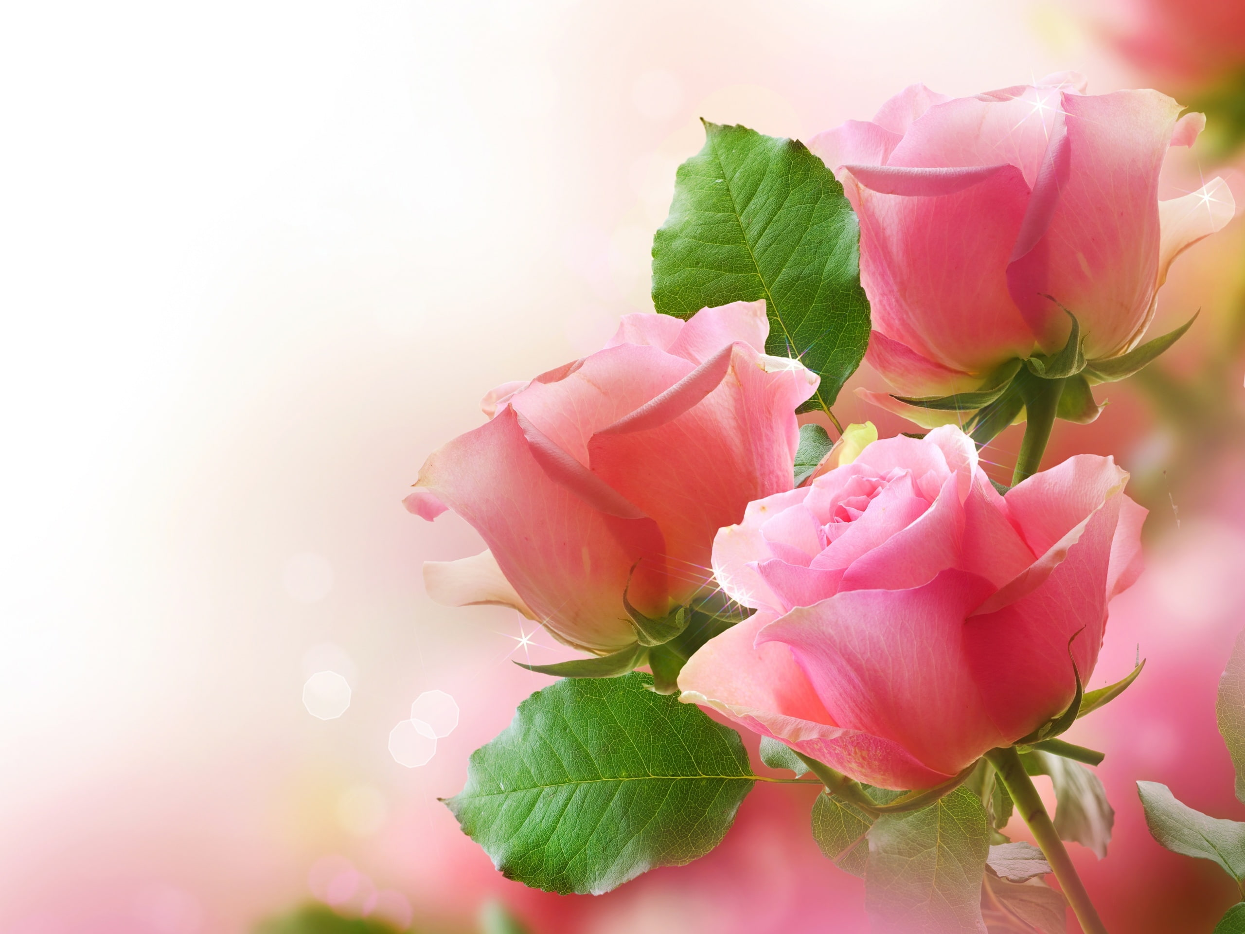Pink roses green leaves bokeh photography 2k