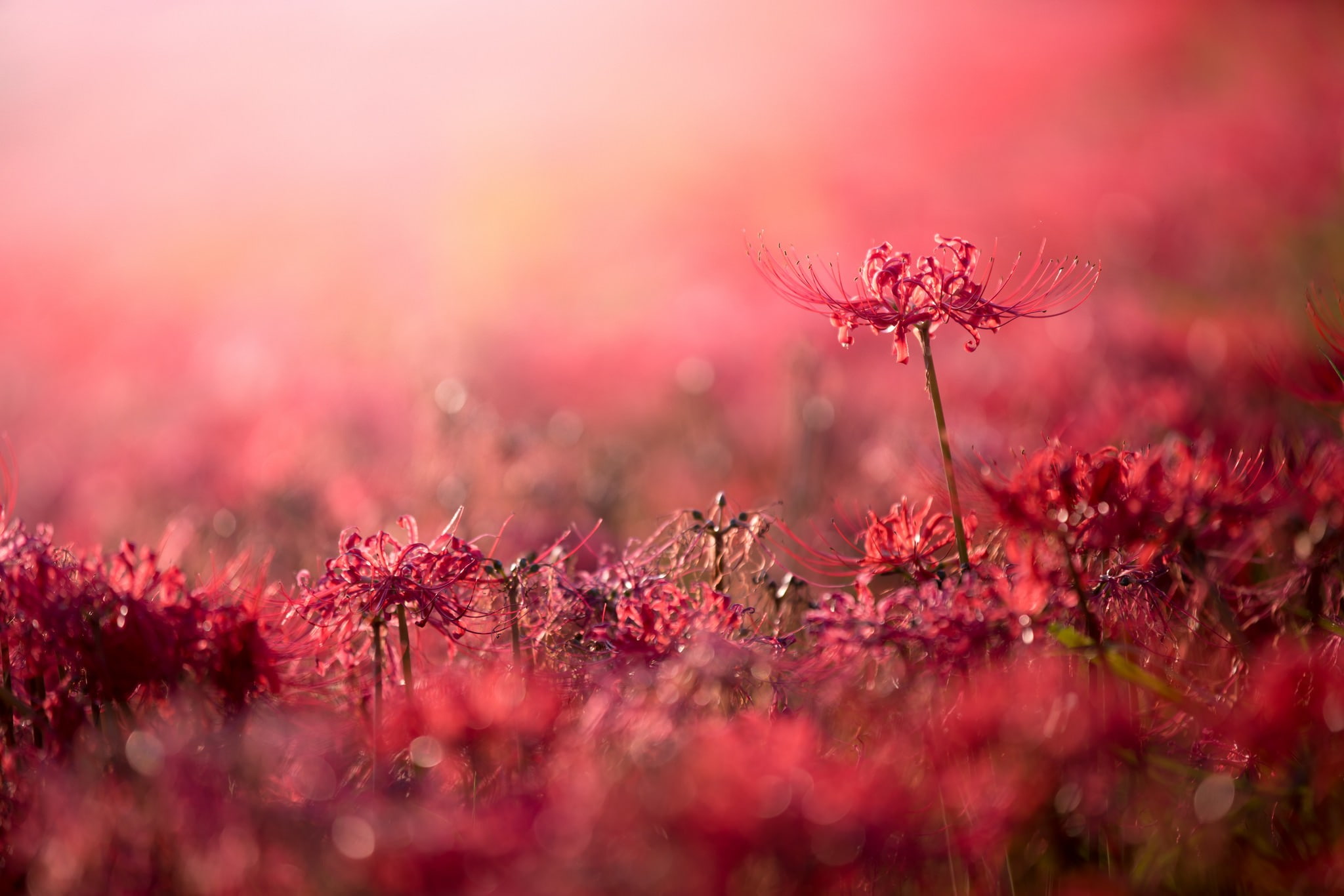 plants flowers red bokeh depth of field beauty in nature 2k
