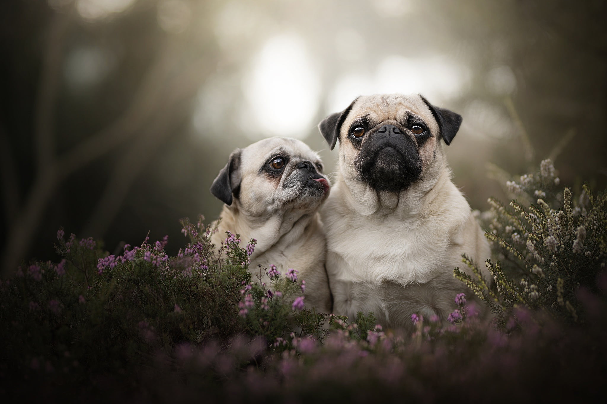portrait puppy bokeh two dogs Heather Pugs 2k