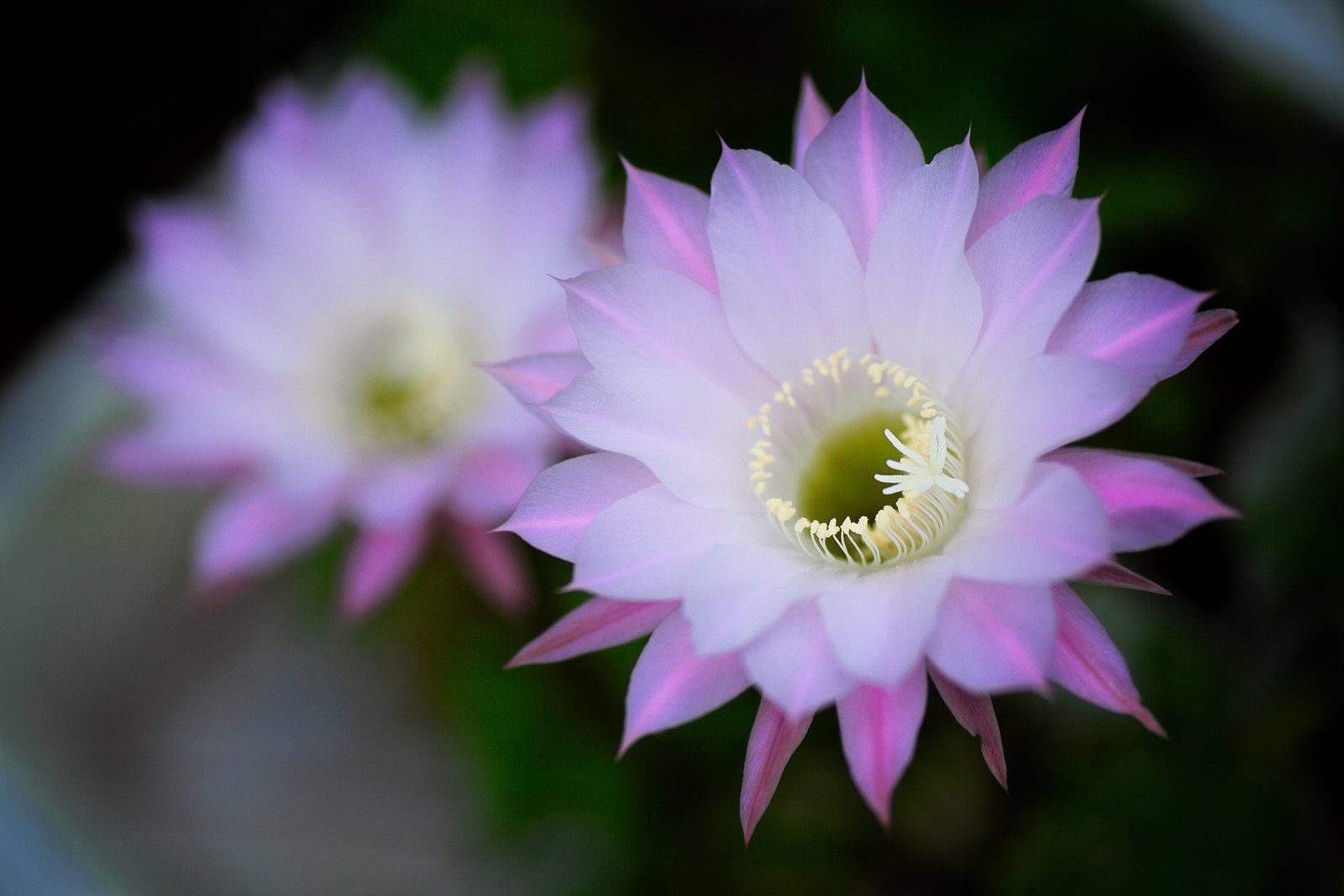 purple and white Indian Fig Cactus flower my home Canon EOS 2k 4k 5k