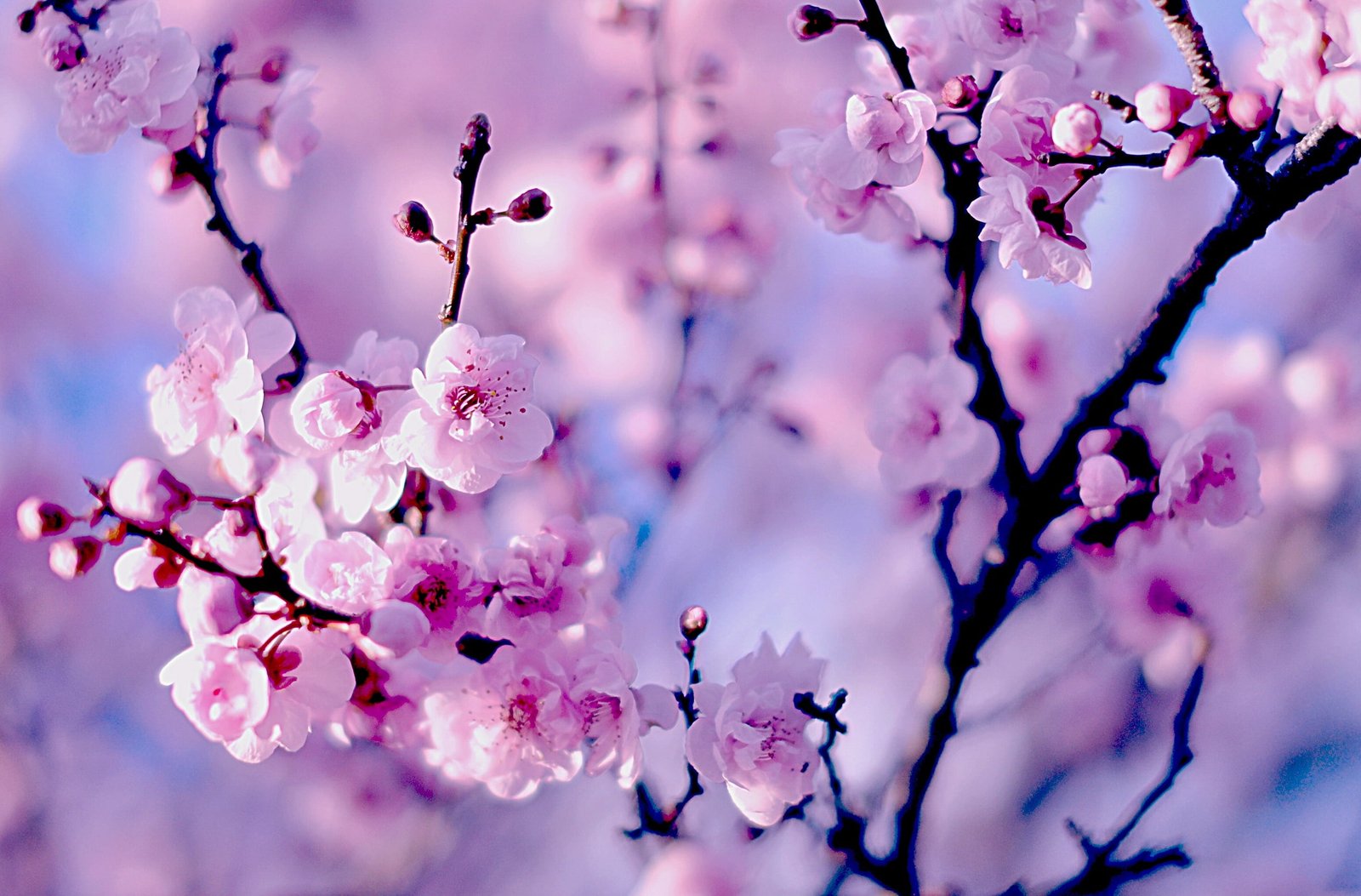 purple cherry blossom flowers branches Sakura flowering bokeh 2k