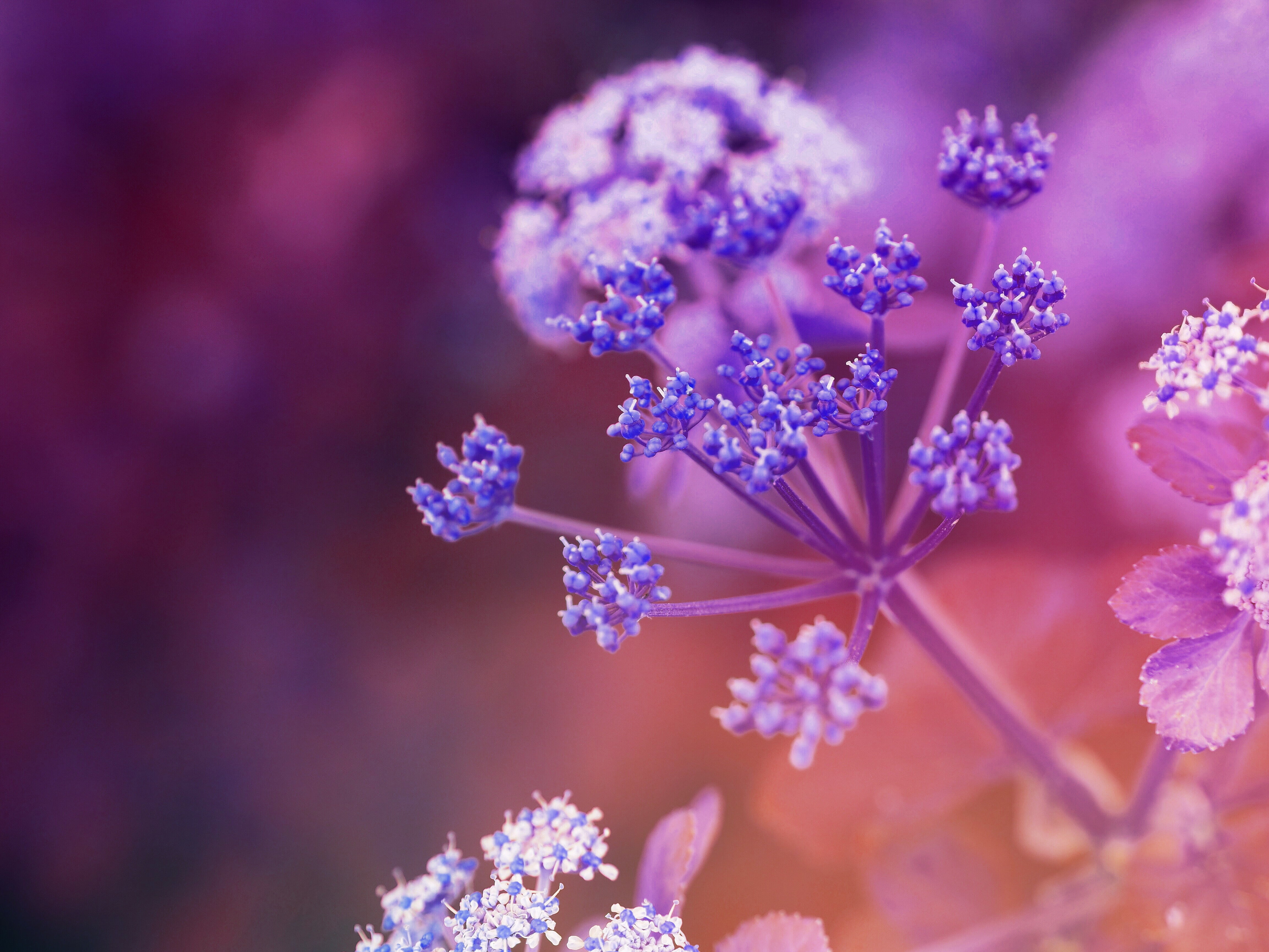 purple petaled flower in closeup photography mood Bokeh Olympus 2k 4k 5k