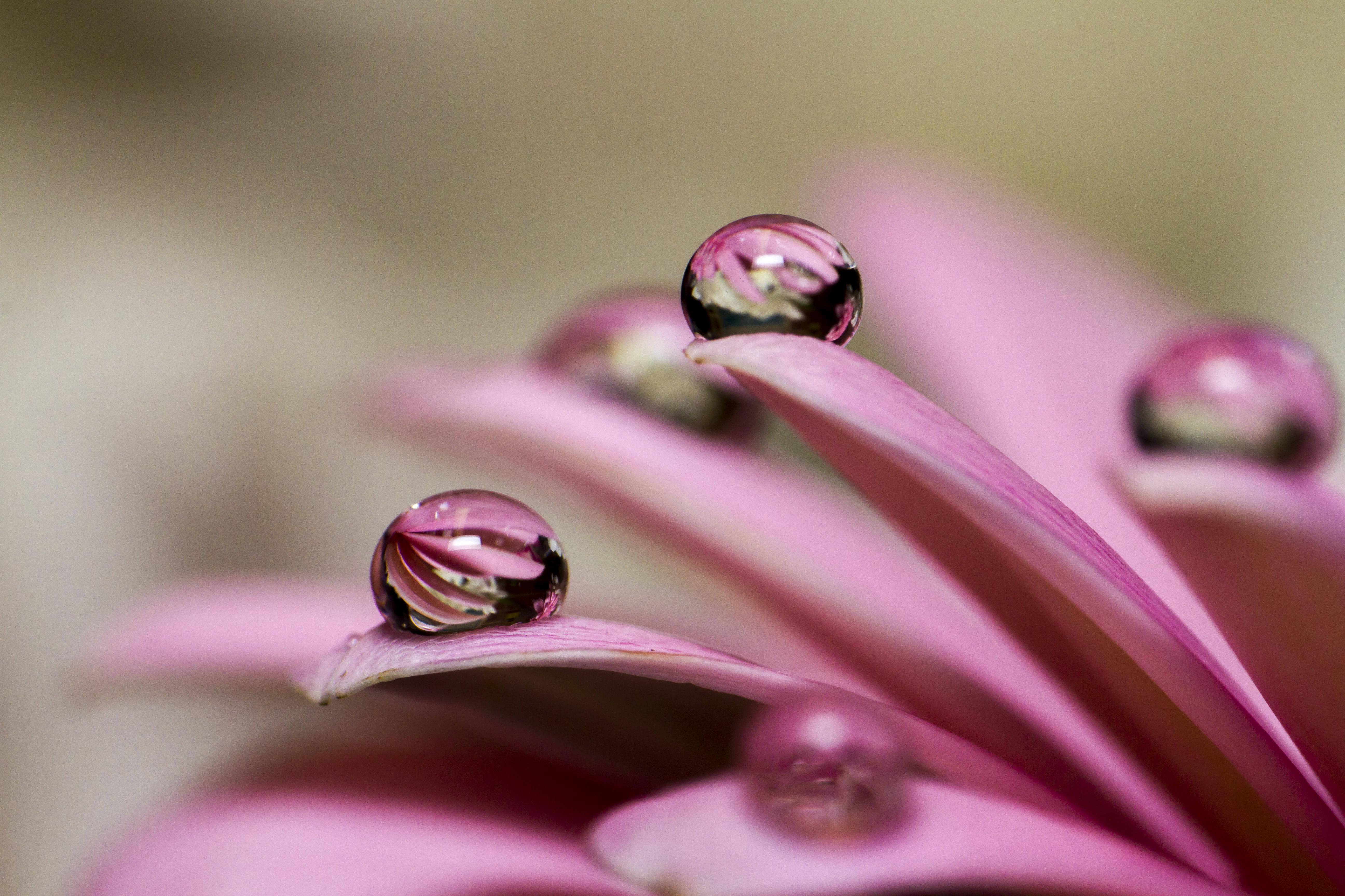 purple petals with water drop during daytime Natural Marbles 2k 4k 5k