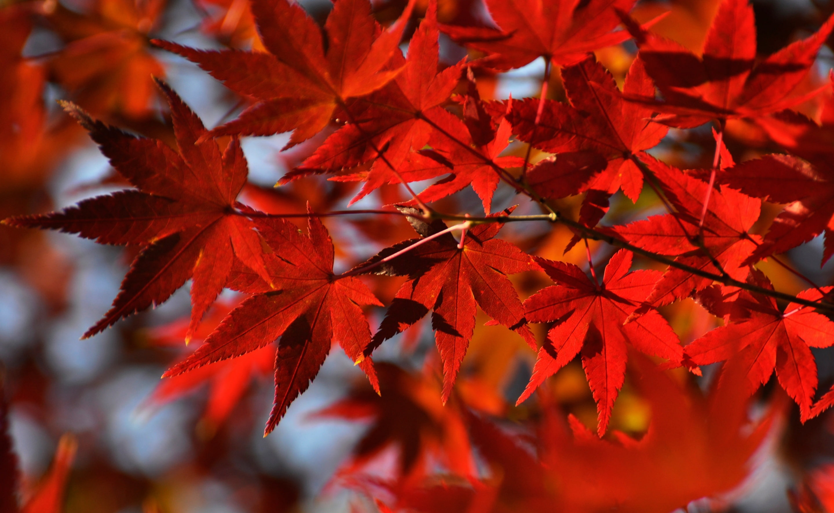 Red Japanese Maple Leaves red maple leaf Seasons Autumn Nature 2k