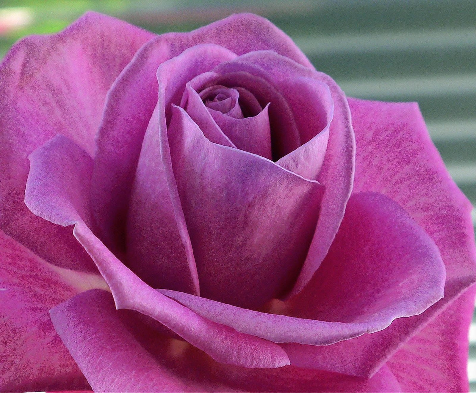 red rose Purple Rose Nottingham Vaas bokeh flower 2k
