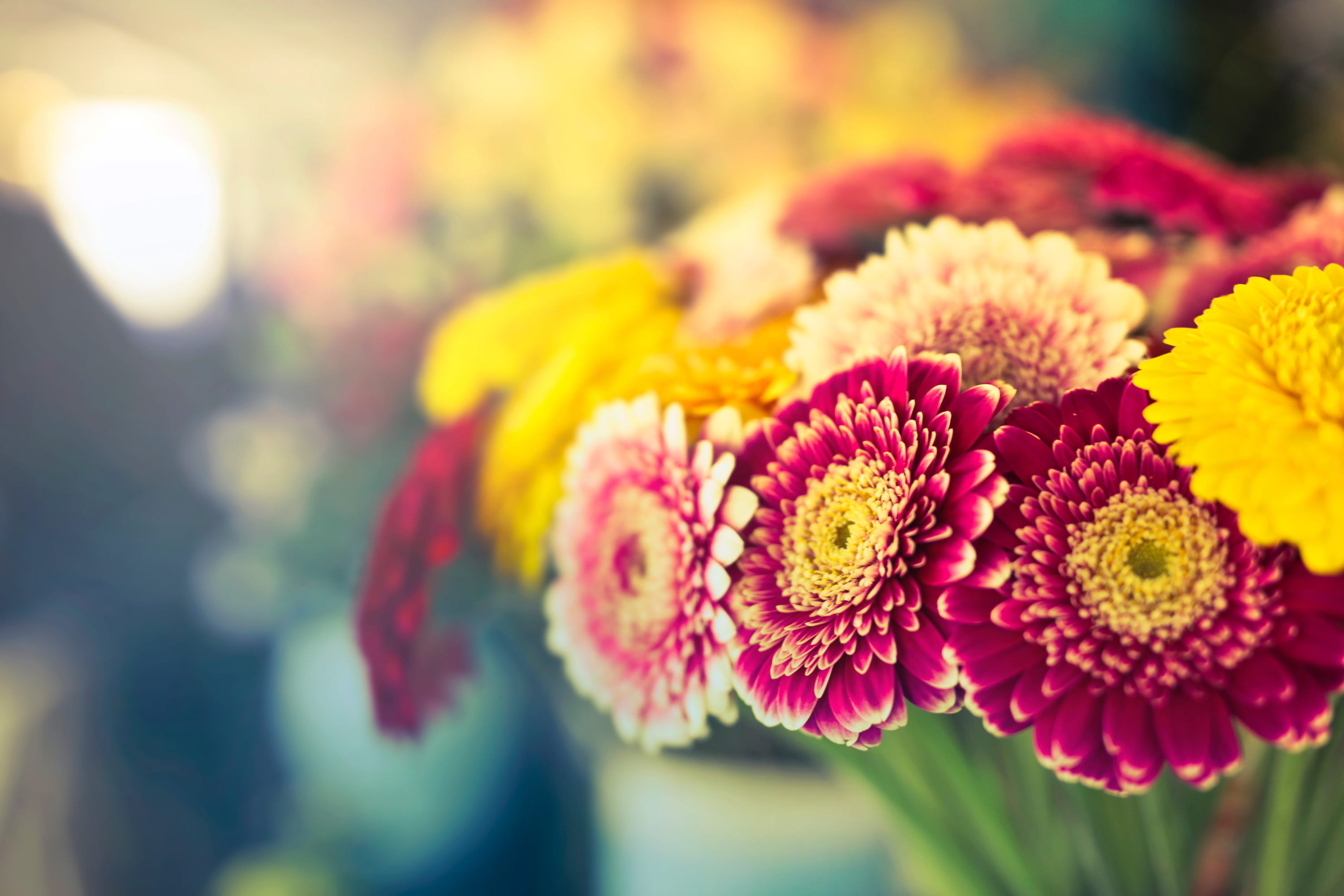 Red yellow and pink flowers with bokeh background garden gift 2k