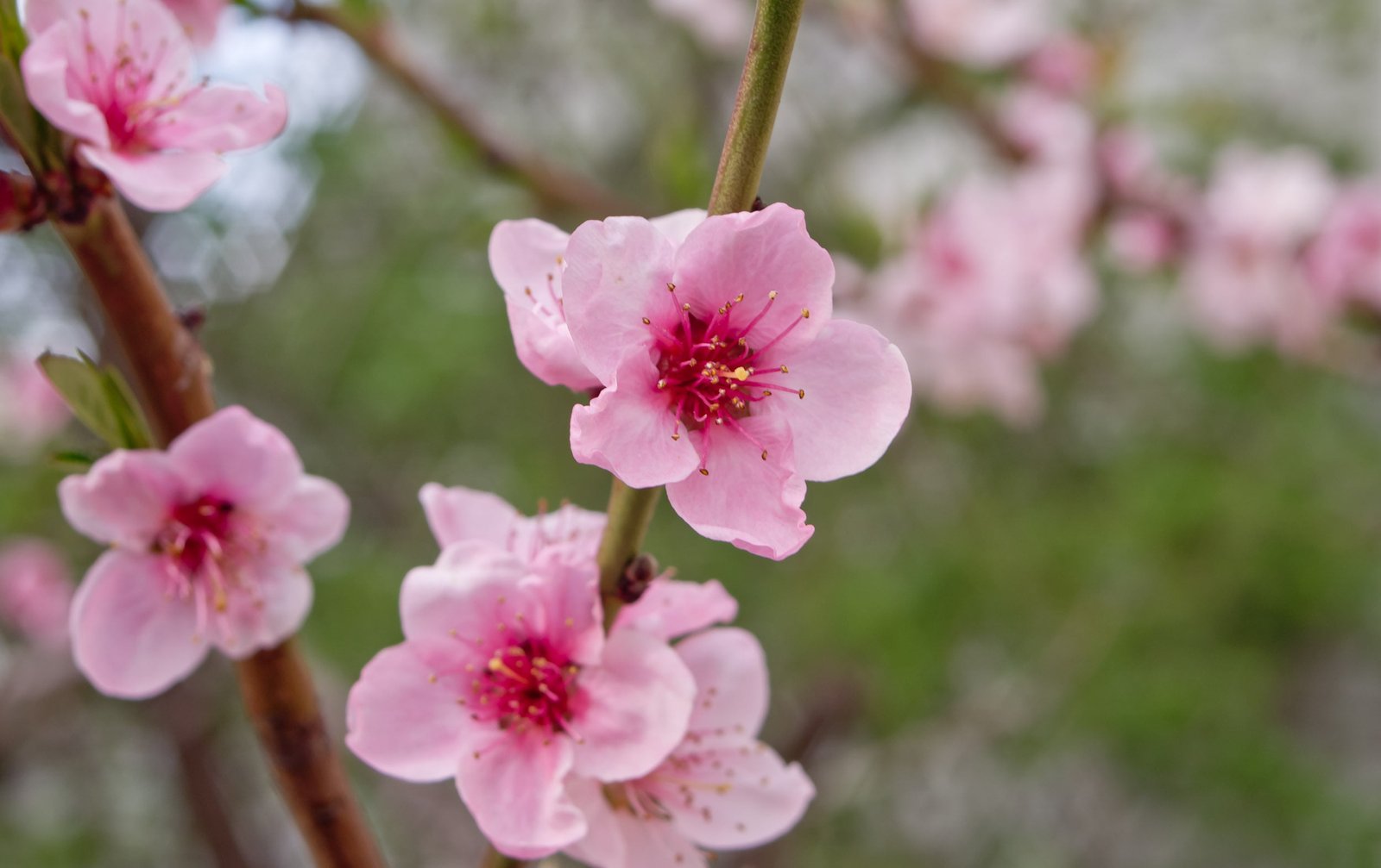 selective focus photography of pink Cherry Blossoms 2k