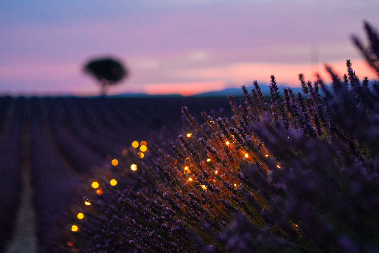 selective photo of green leafed plants lavander light field 2k 4k 5k