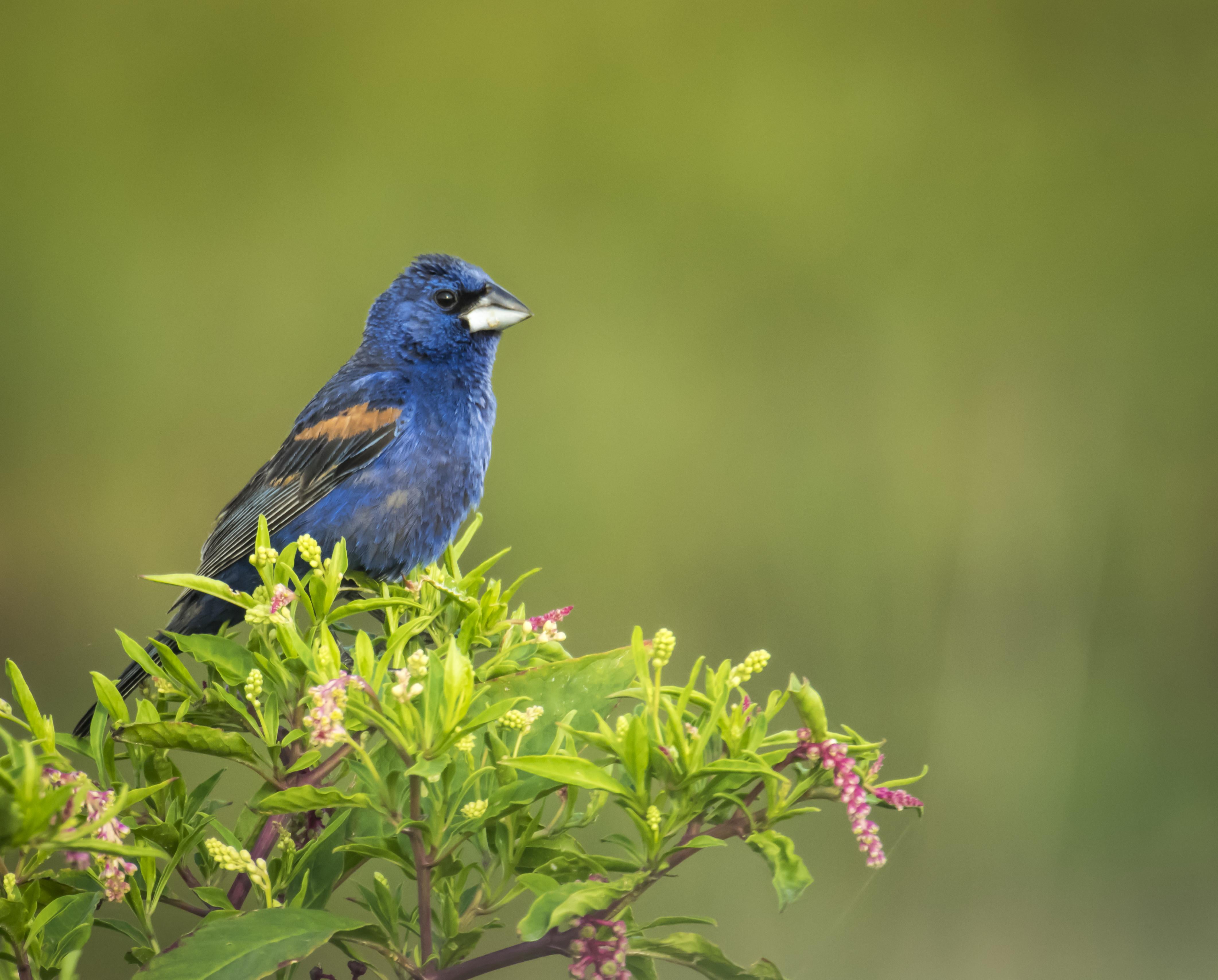 selective photography blue bird on green leaf plants Cardinal 2k 4k