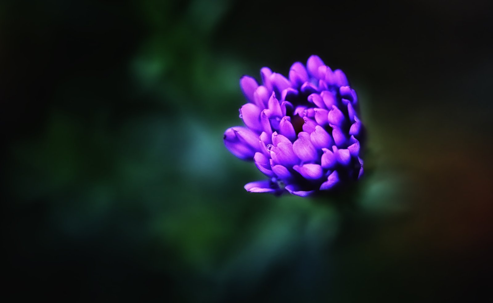 shallow focus photography of purple flower deep inside 2k 4k 5k