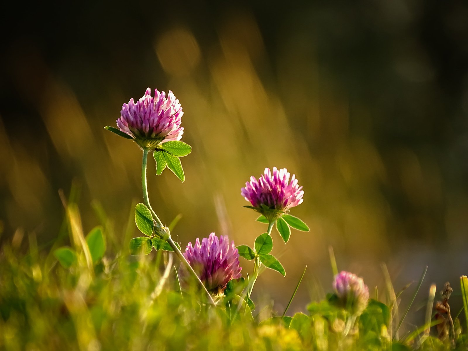 shallow photography of pink flowers trio II aluksne autumn 2k 4k 5k