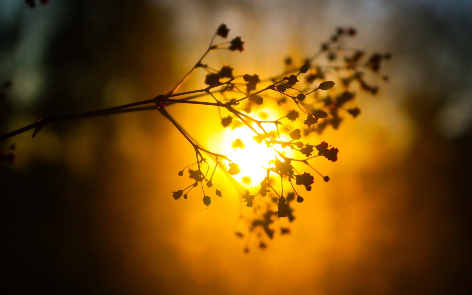 silhouette of leafed plant photo nature 2k