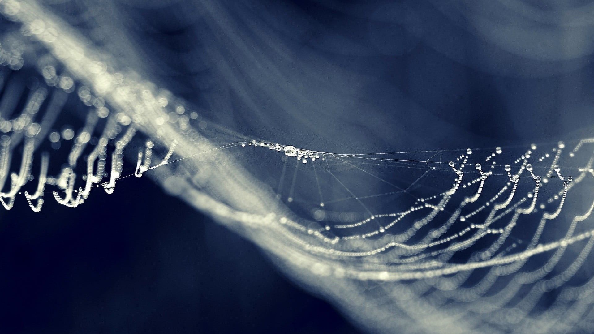 spider web spiderwebs dew water drops macro bokeh close up 2k