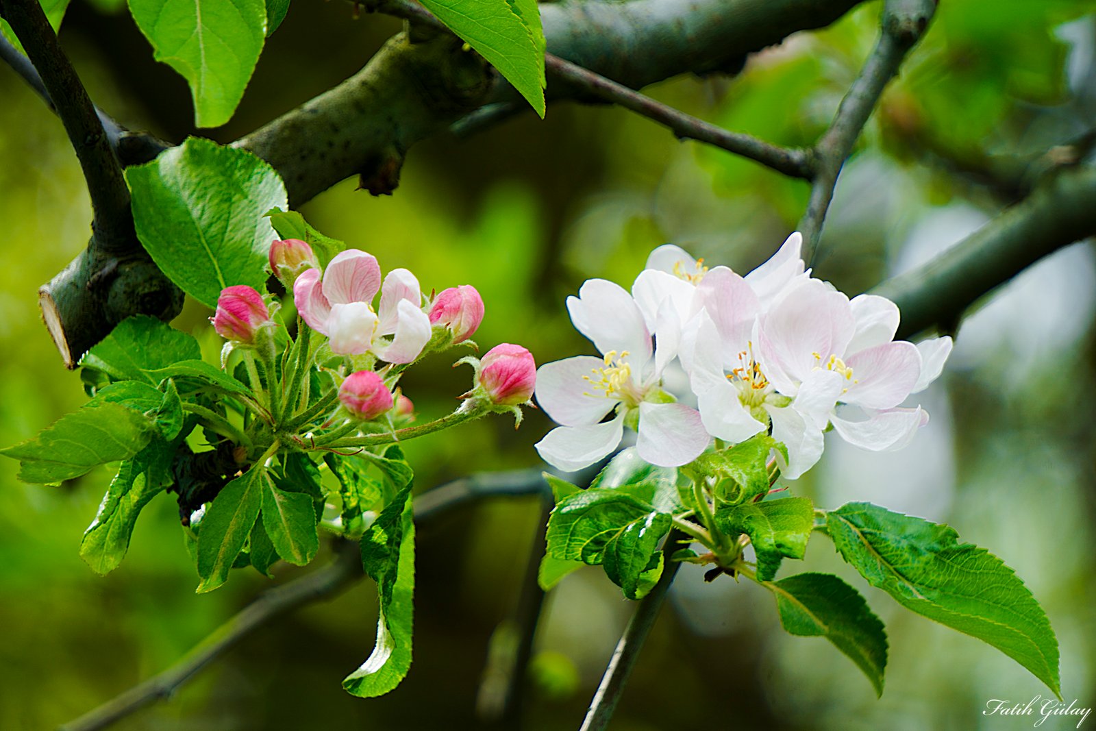 spring flowers white green bokeh nature plant flowering 2k 4k 5k