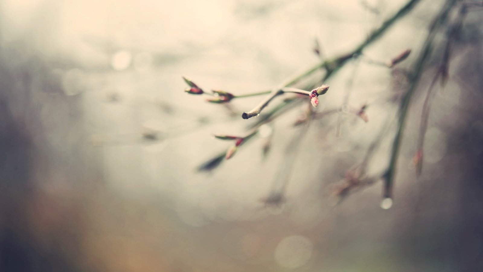tree branch selective focus photography of with flower buds 2k