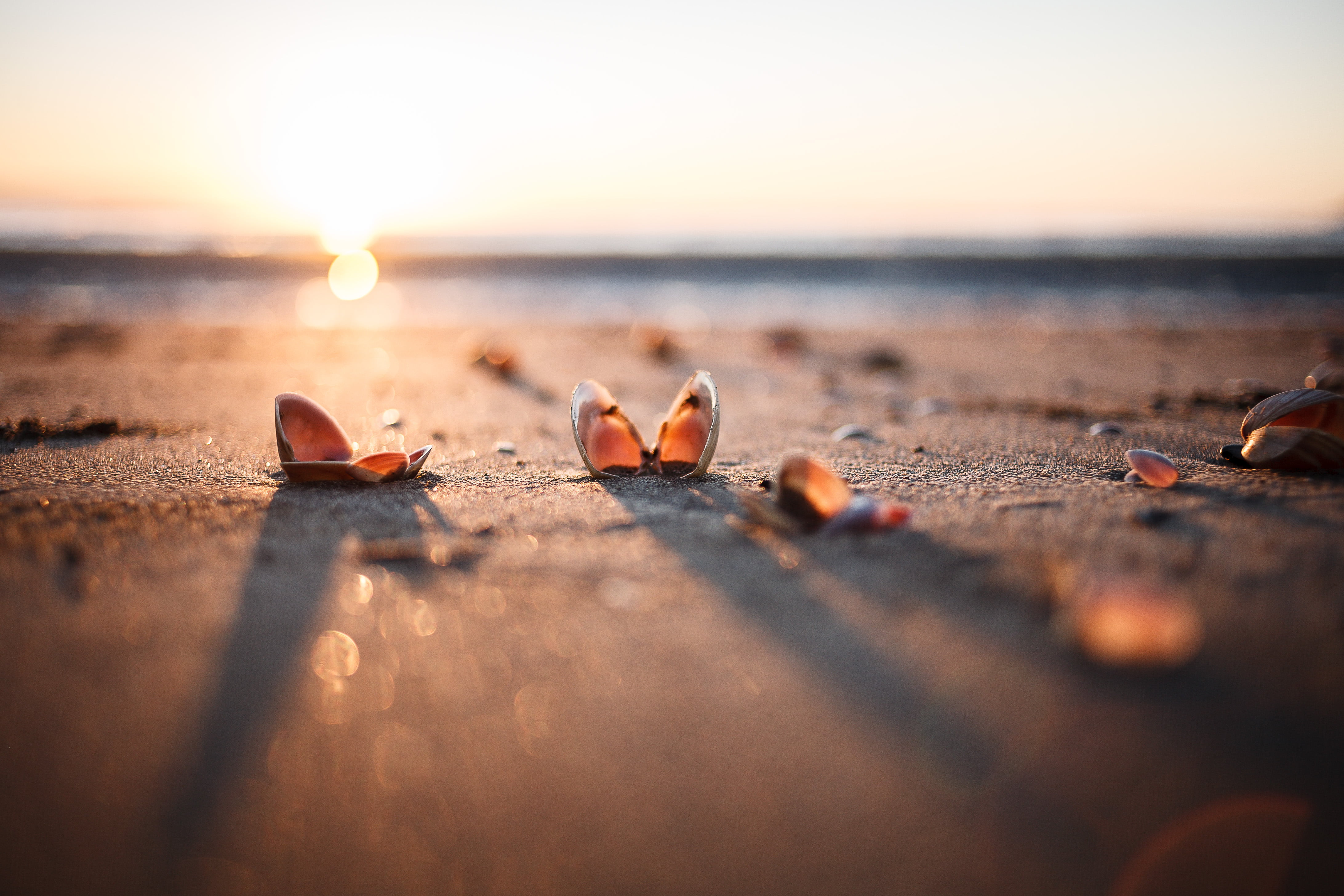 seashells on seashore during sunrise beach bokeh evening 2k 4k