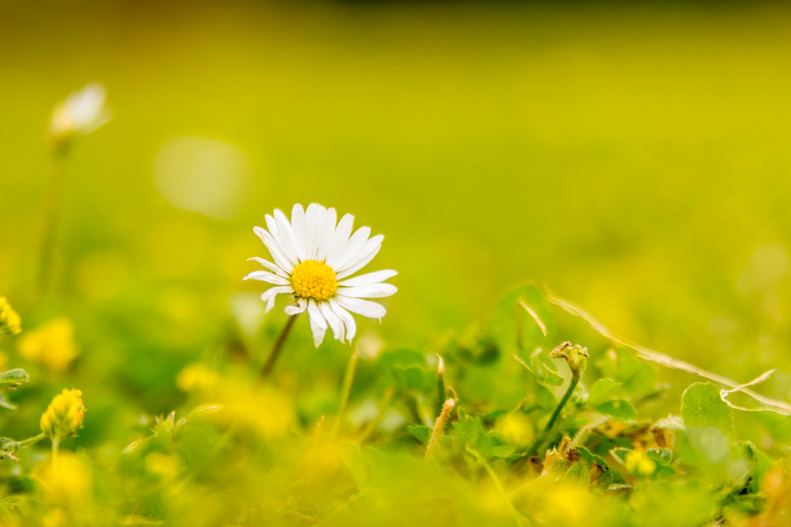 selective focus of daisy flower Last Summer Rotherham roche abbey 2k 4k 5k