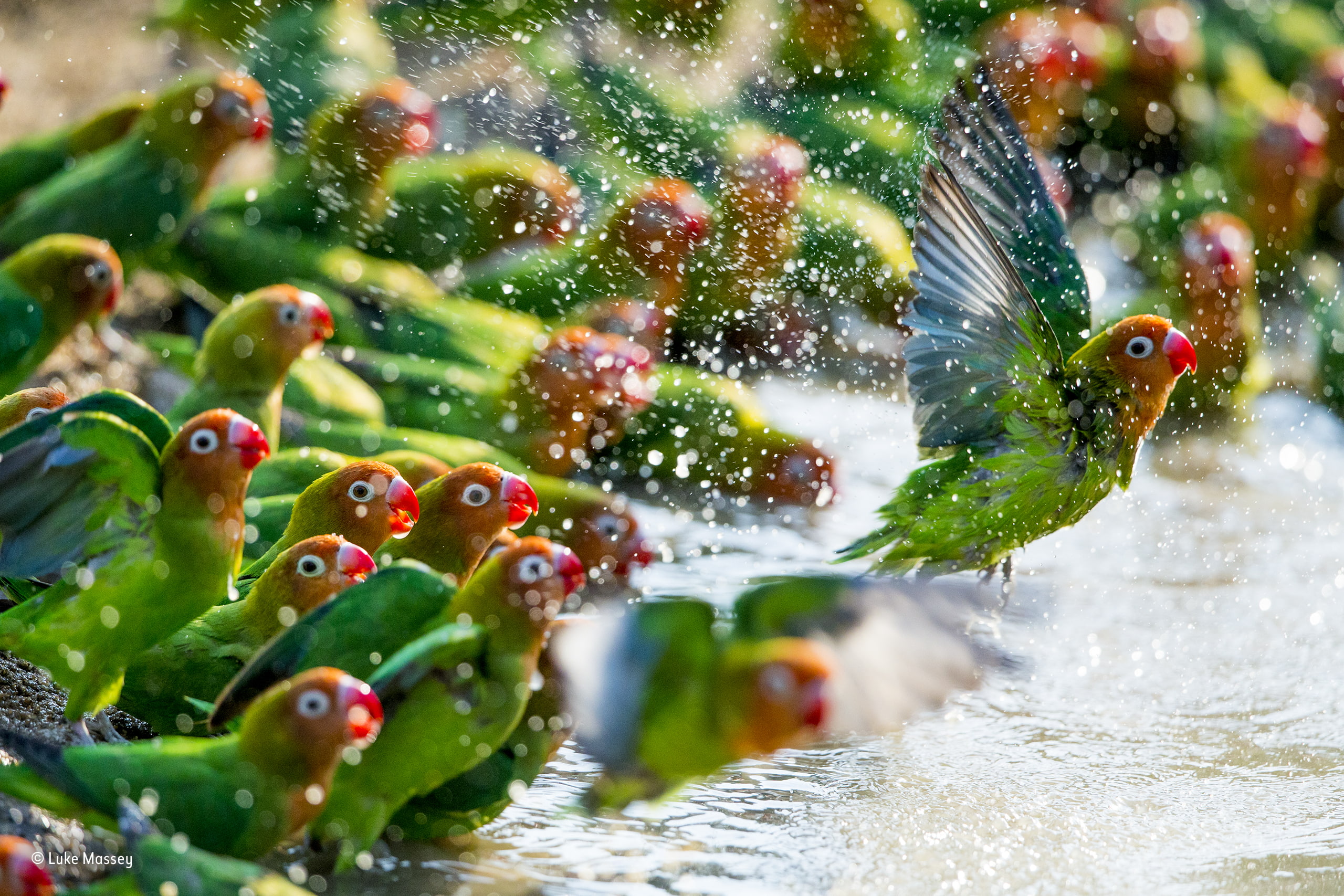 water drops parrot animals colorful nature birds flying 2k