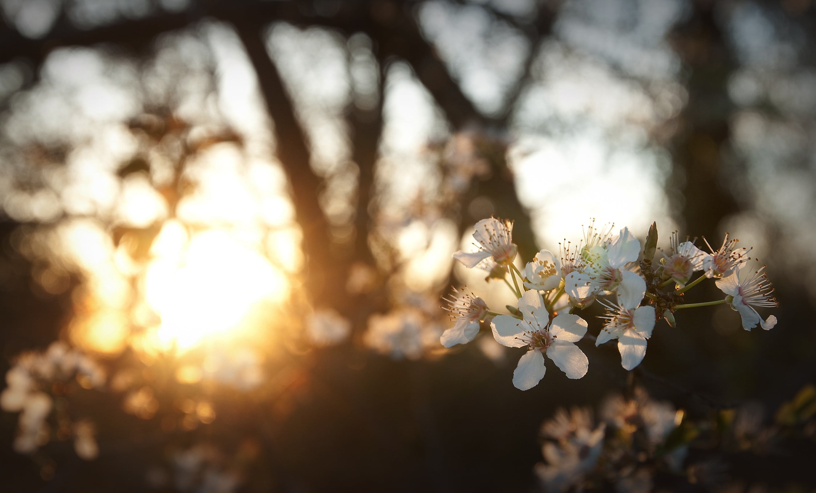 white flowers sunlight depth of field nature bokeh plant 2k