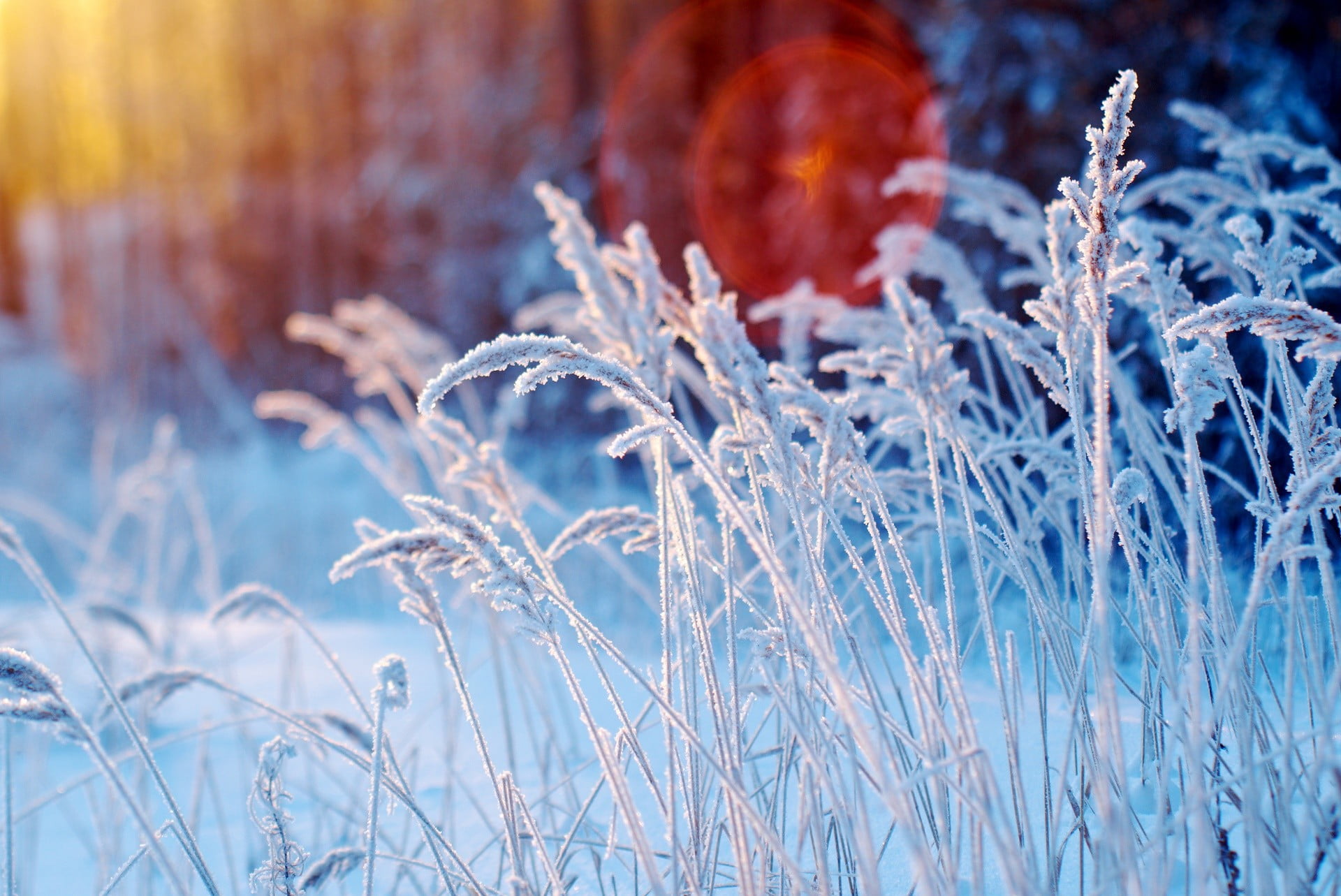 white leafed plants flowers during daytime winter nature 2k