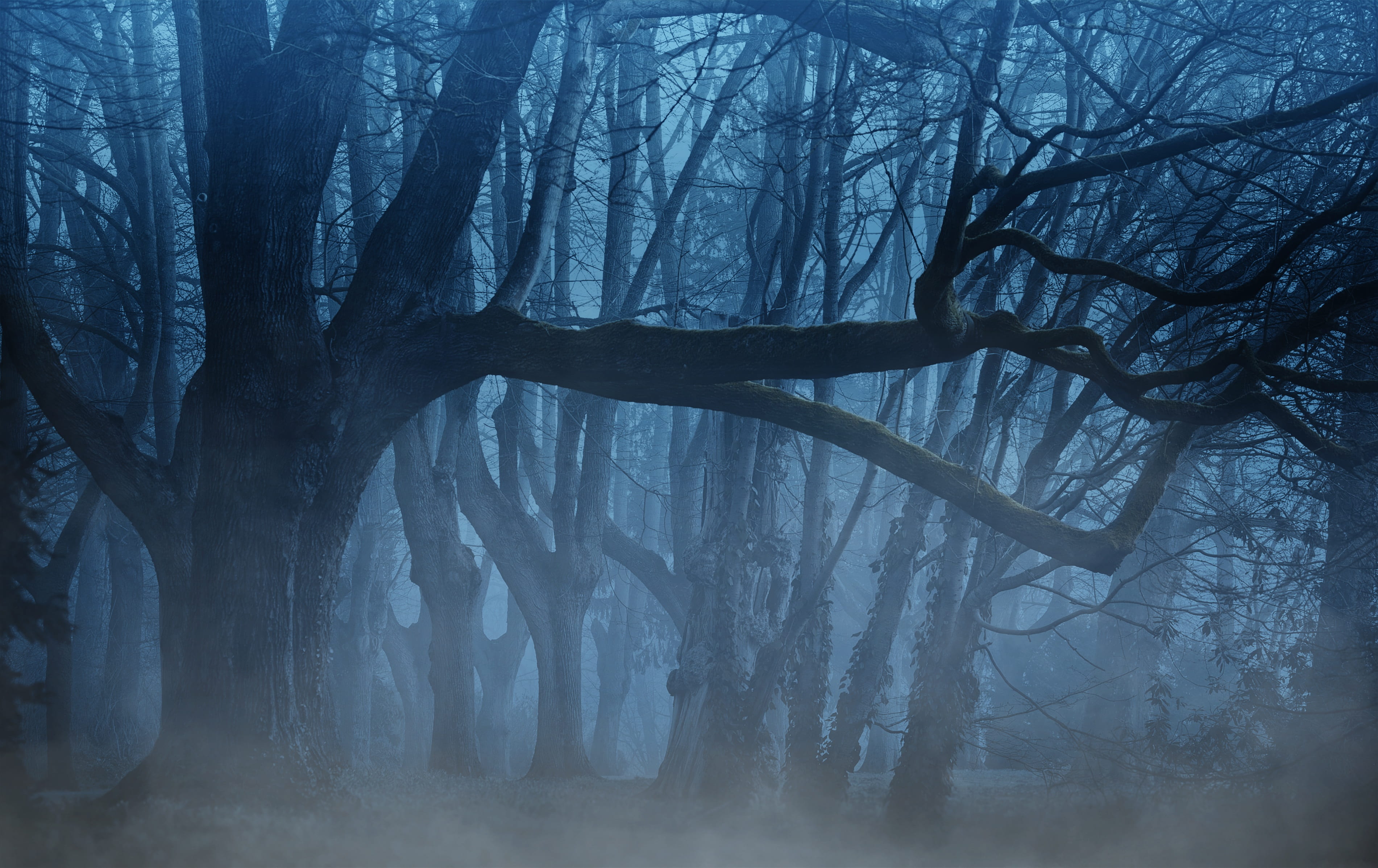 black leafless trees background forest fog aesthetic light 2k 4k