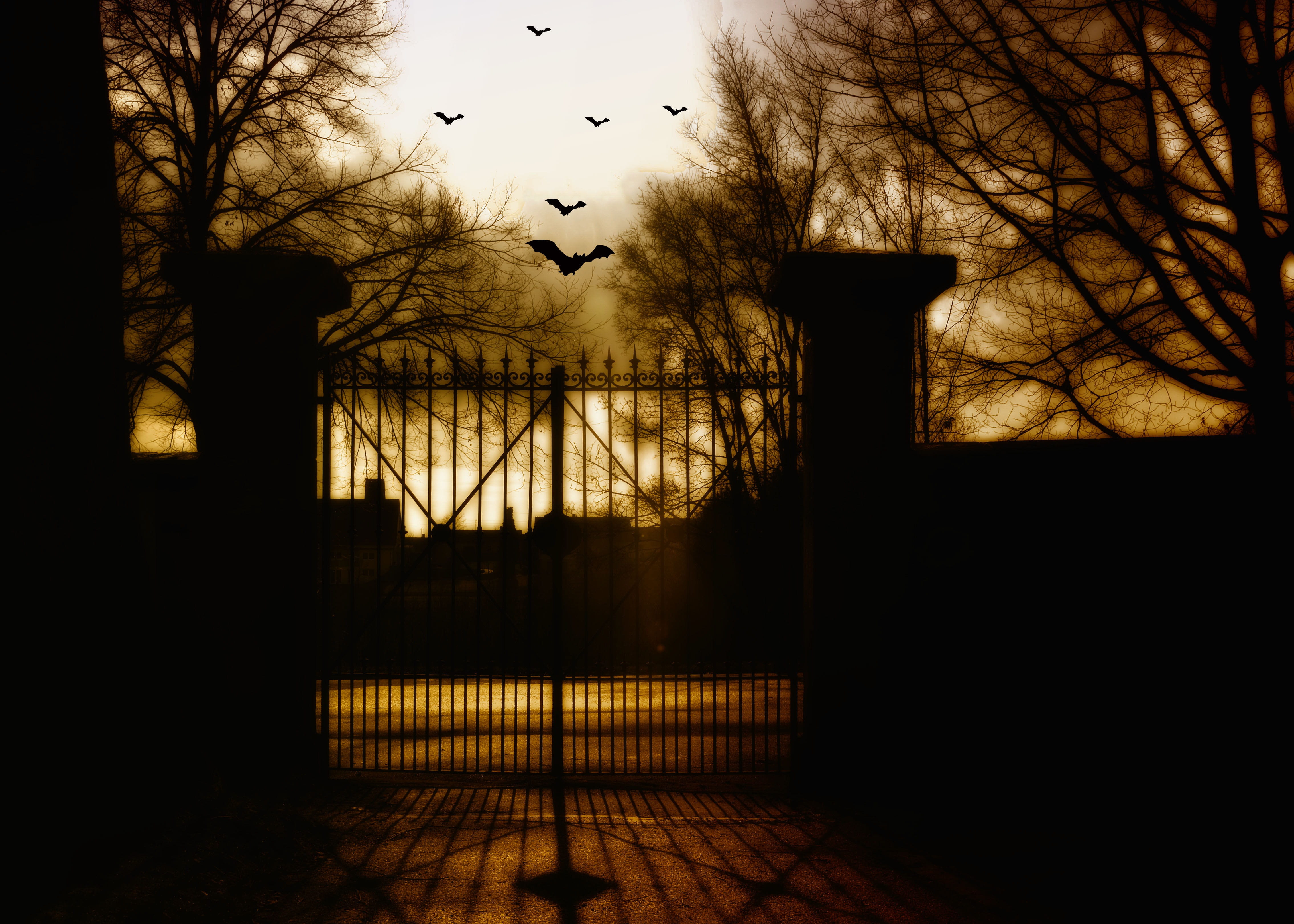 bats dark moon lights halloween weird darkness creepy 2k 4k 5k