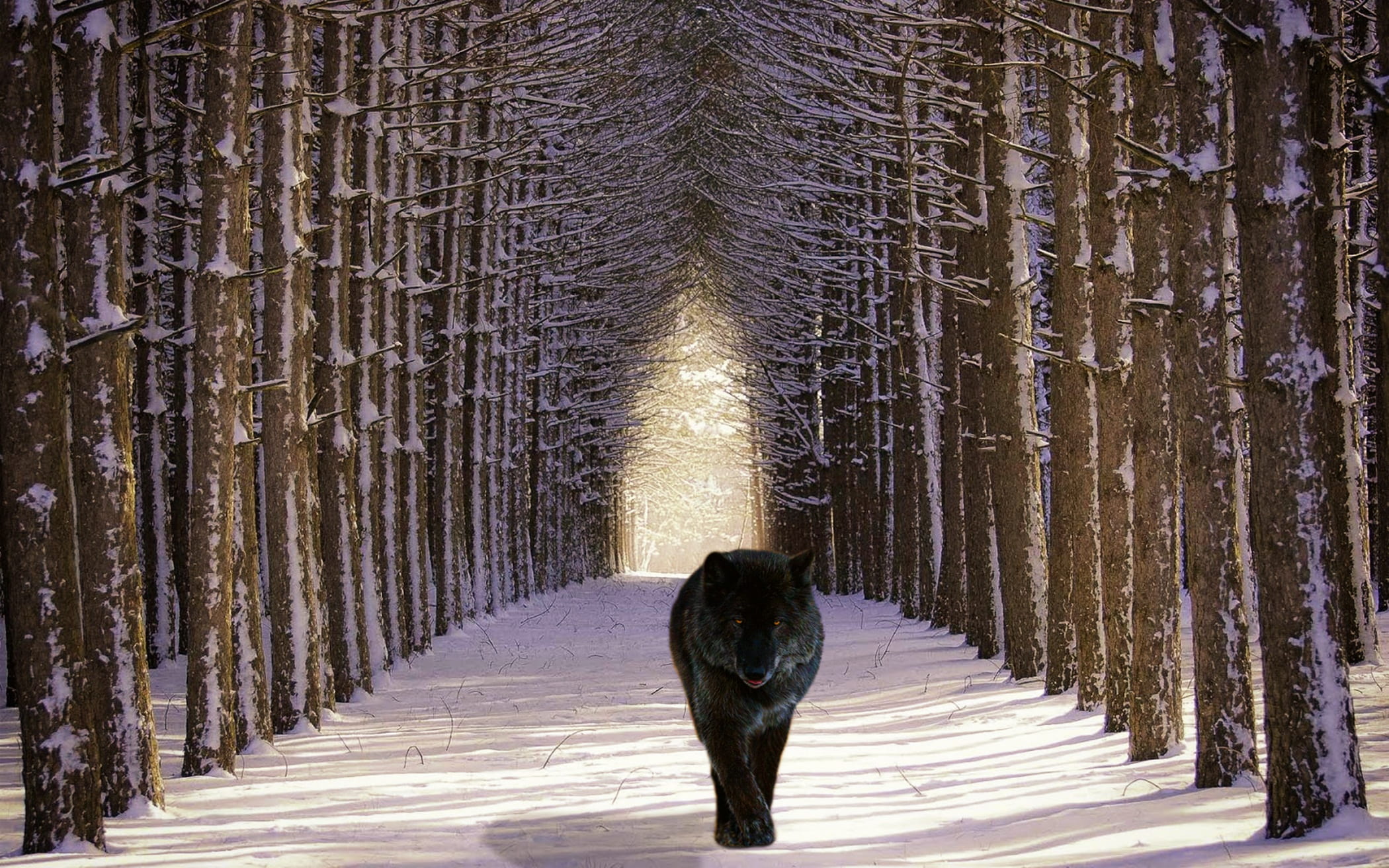 black and gray wolf walking on path forest wild animals 2k