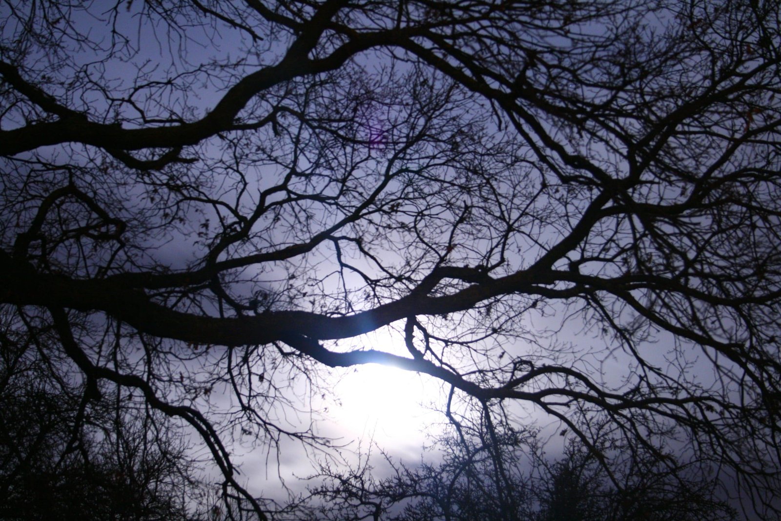 down angle photo of bare tree darkness aesthetic nature kahl 2k