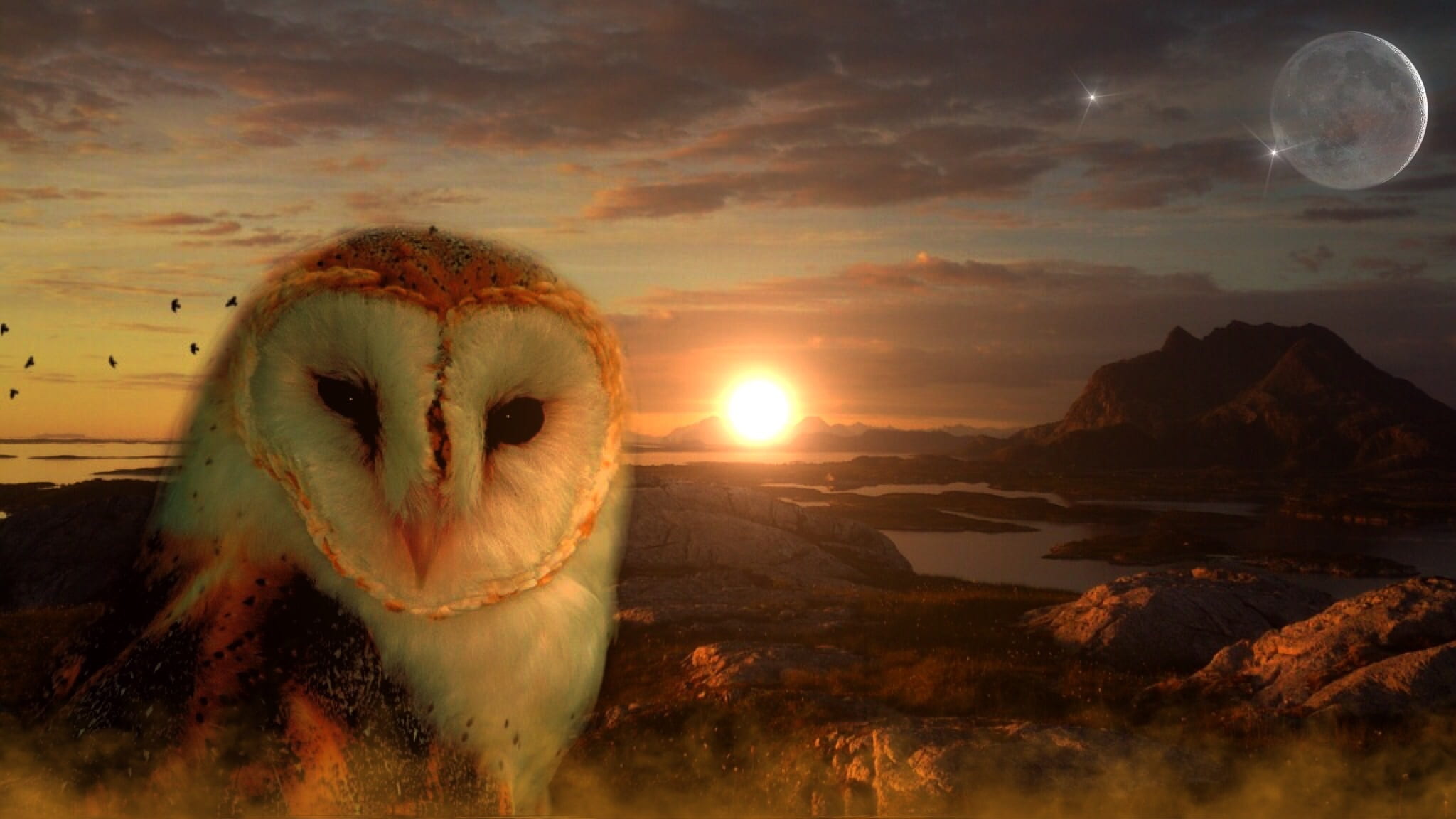 edited photo of white and brown owl sun moon star mountains 2k