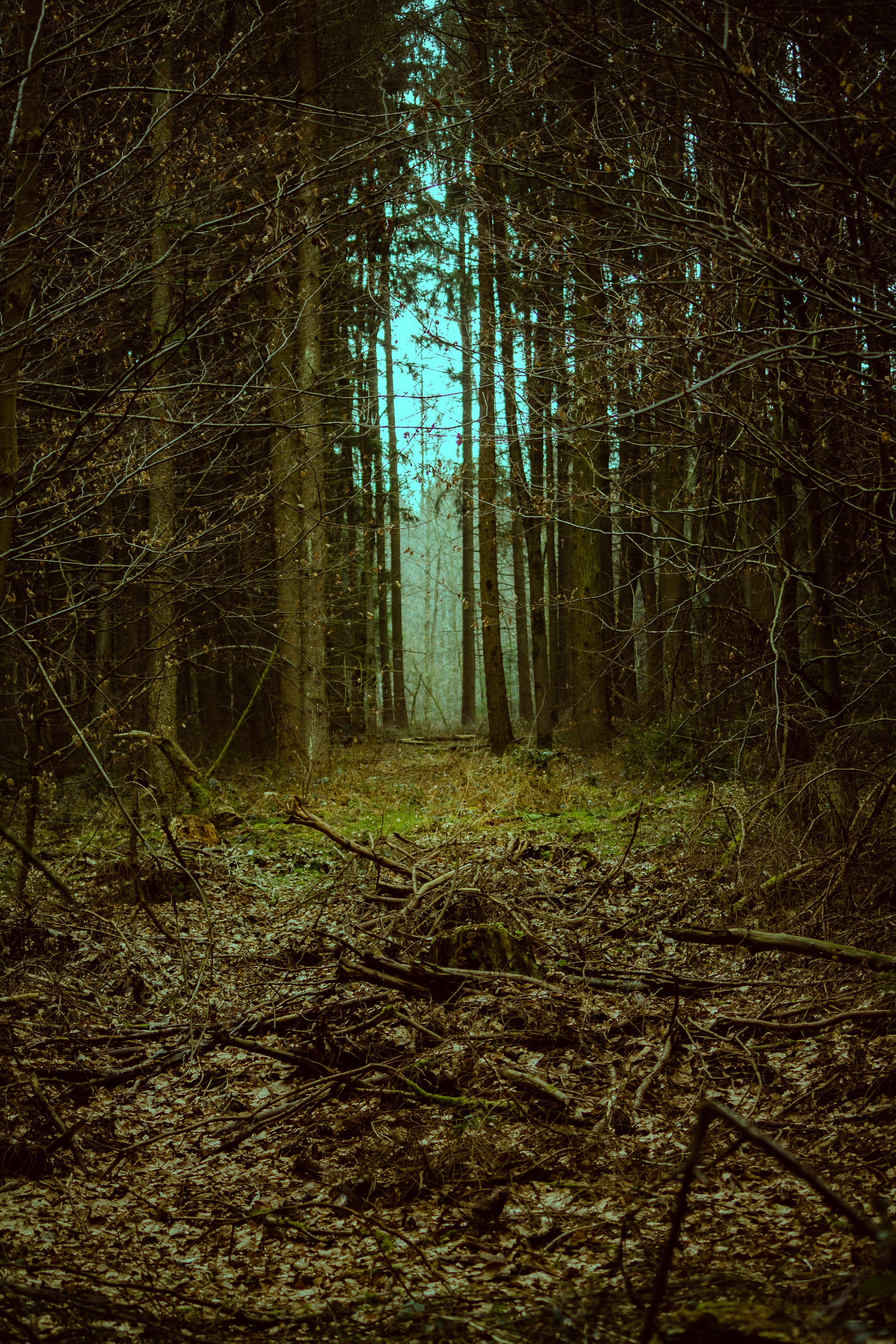 forest goal landscape mystical fantasy away fairytale trail 2k