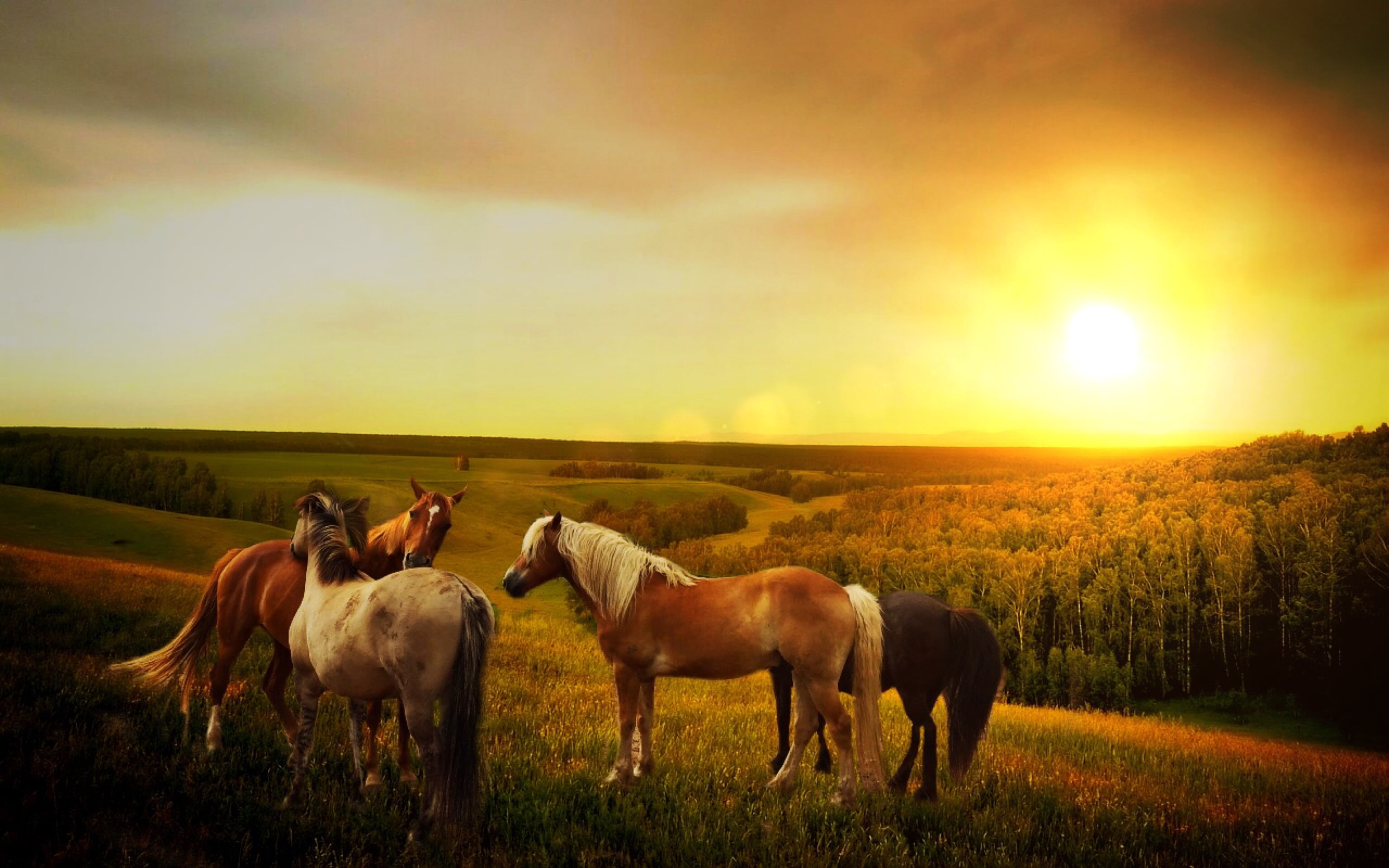 four assorted color horses during sunset forest way mountains 2k