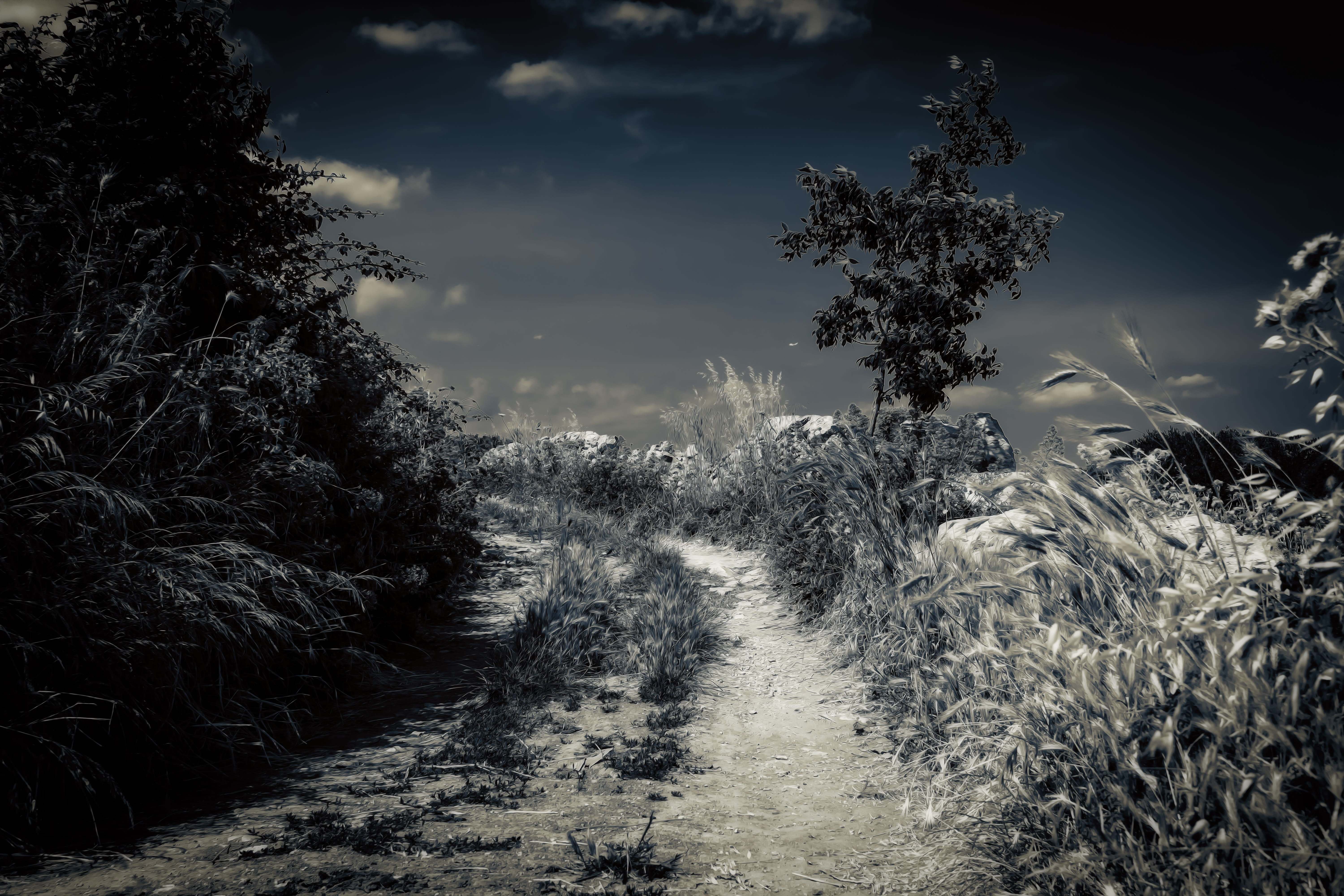 gray and multicolored pathway between bushes wallpaper night 2k 4k 5k