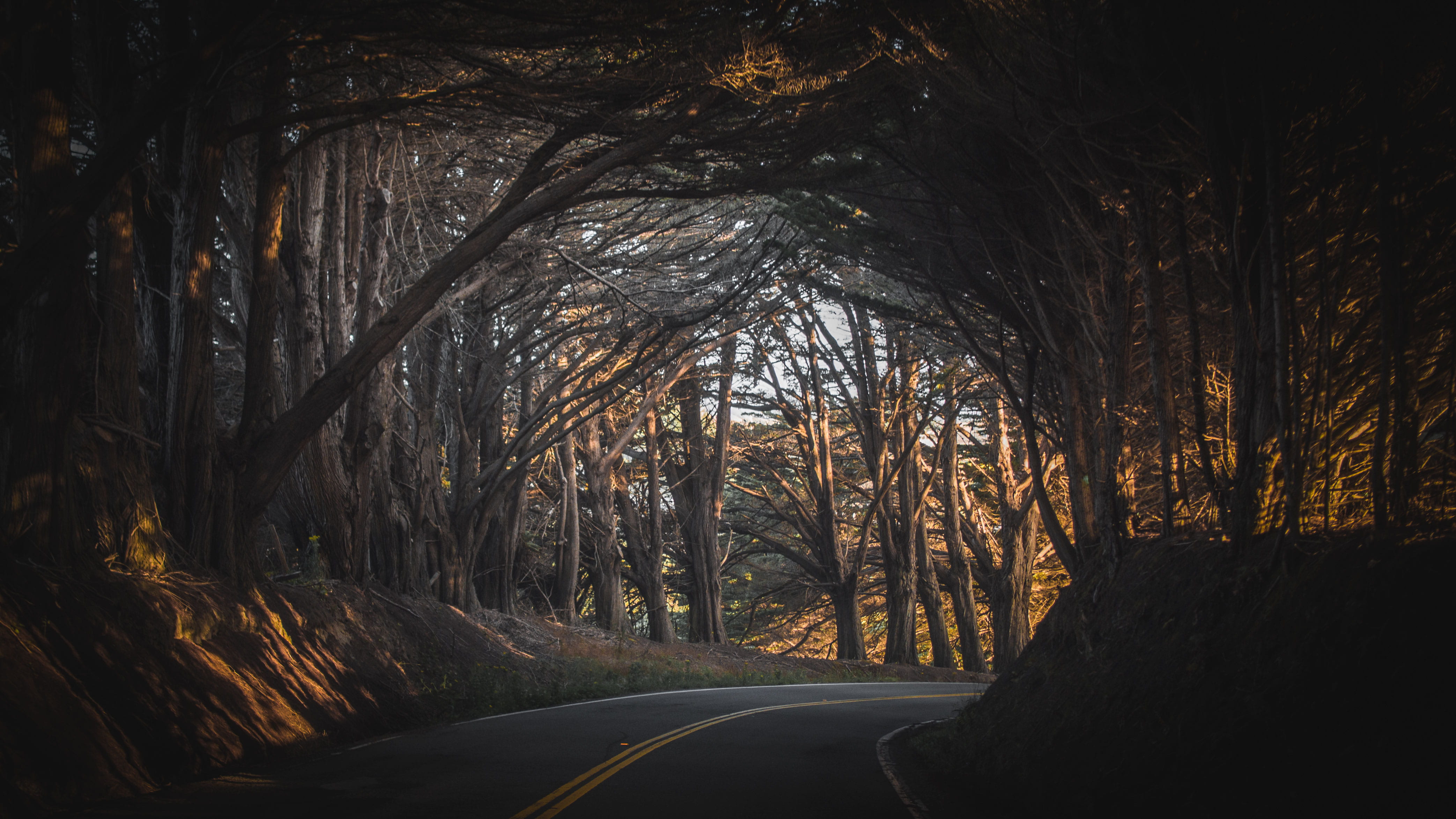 gray asphalt road in between trees during daytime black brown 2k 4k