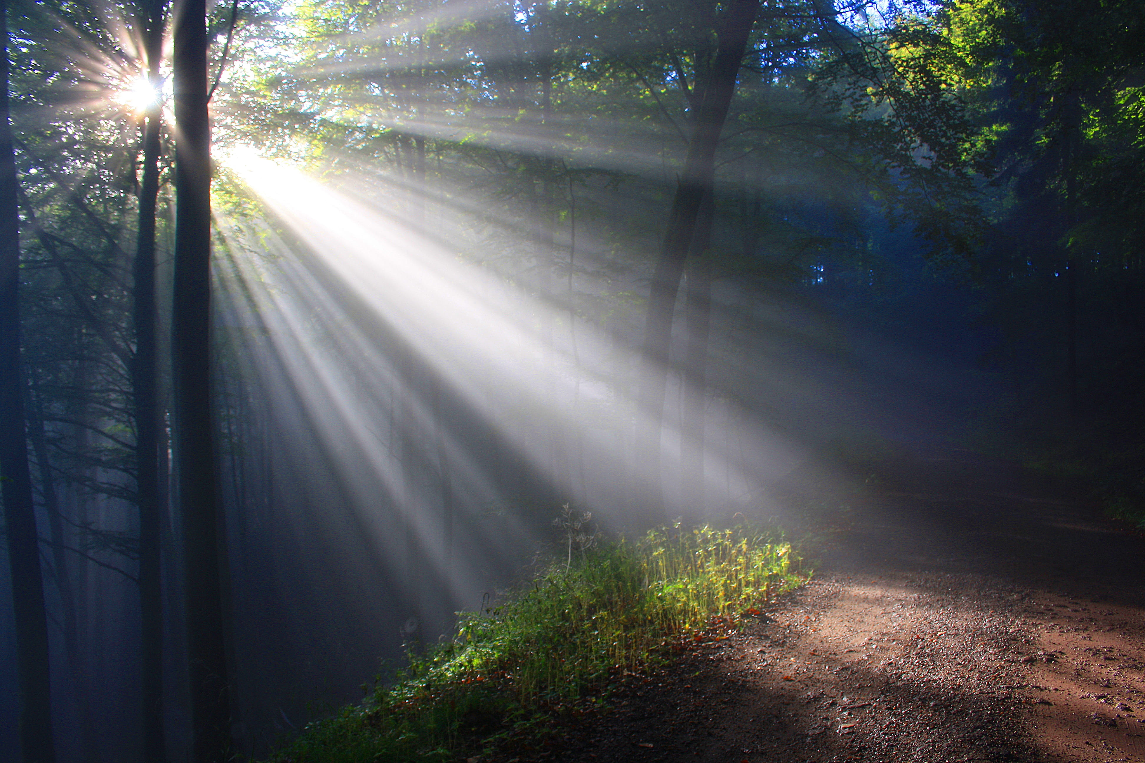 green leafed trees and brown pathway at daytime sunbeam herbstnebel 2k 4k