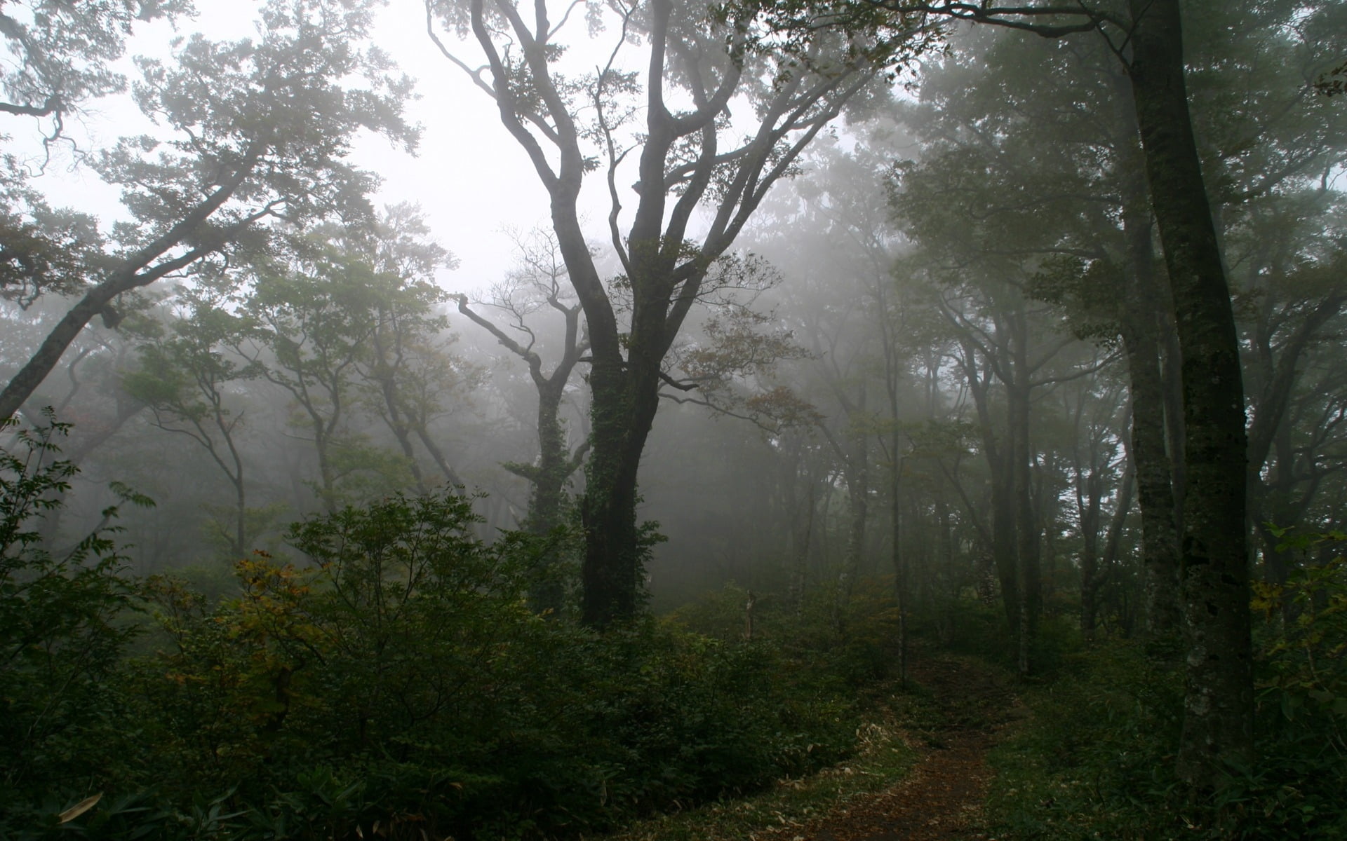 green trees wood track fog haze secret mysticism morning 2k