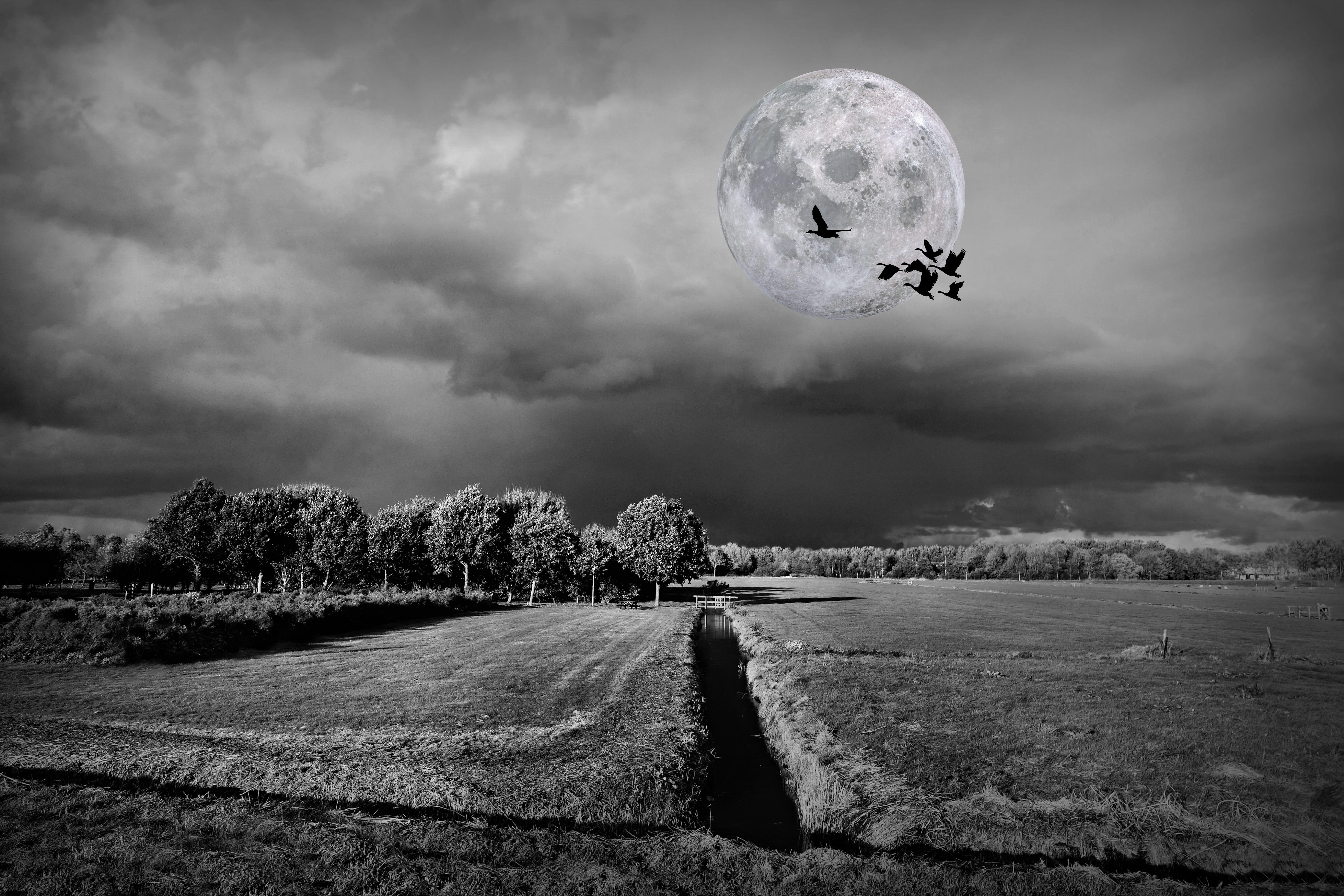 landscape moon bird polder dutch fields ditch horizon 2k 4k 5k