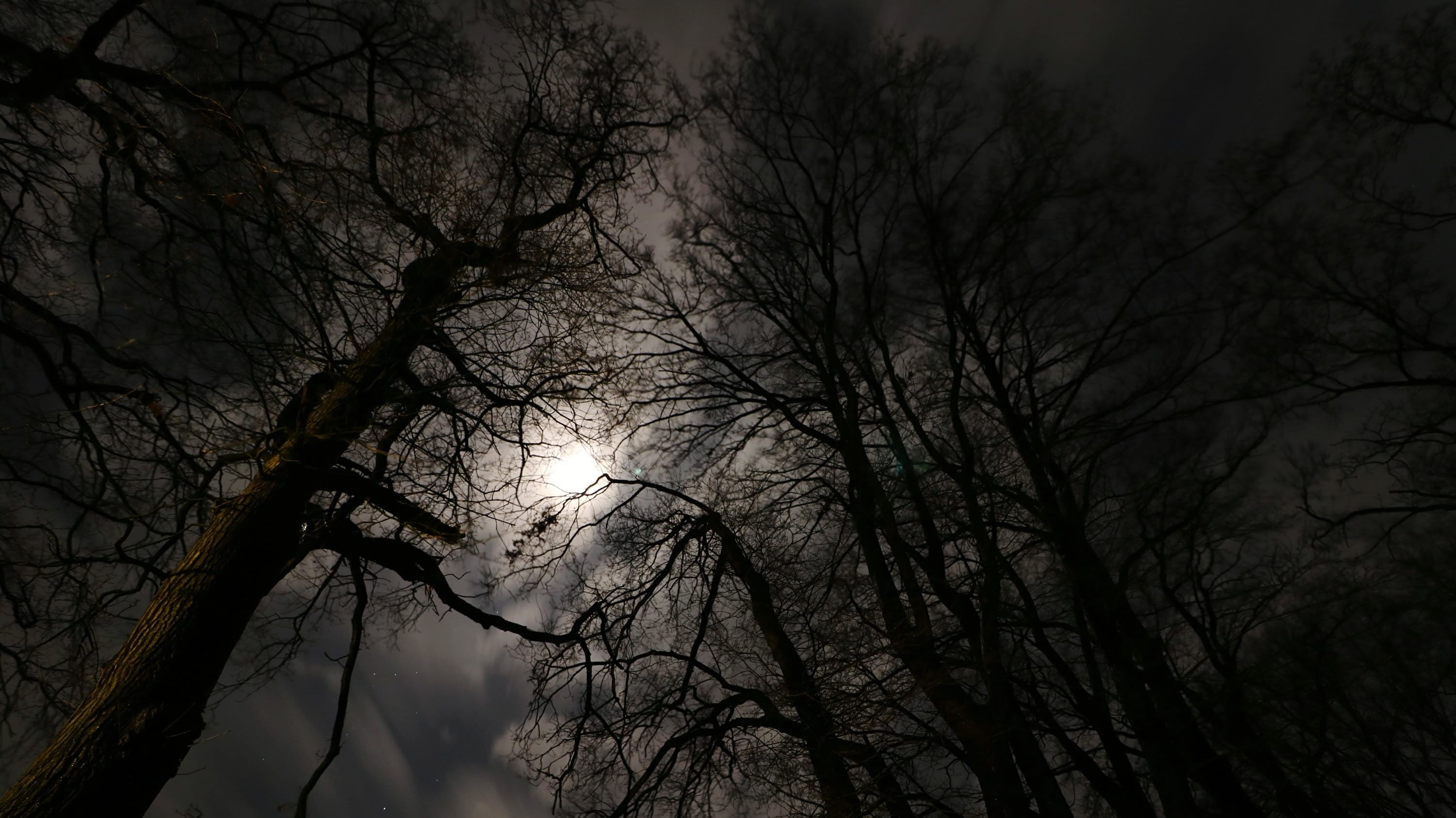moonlight forest night background full moon mood contemplation 2k