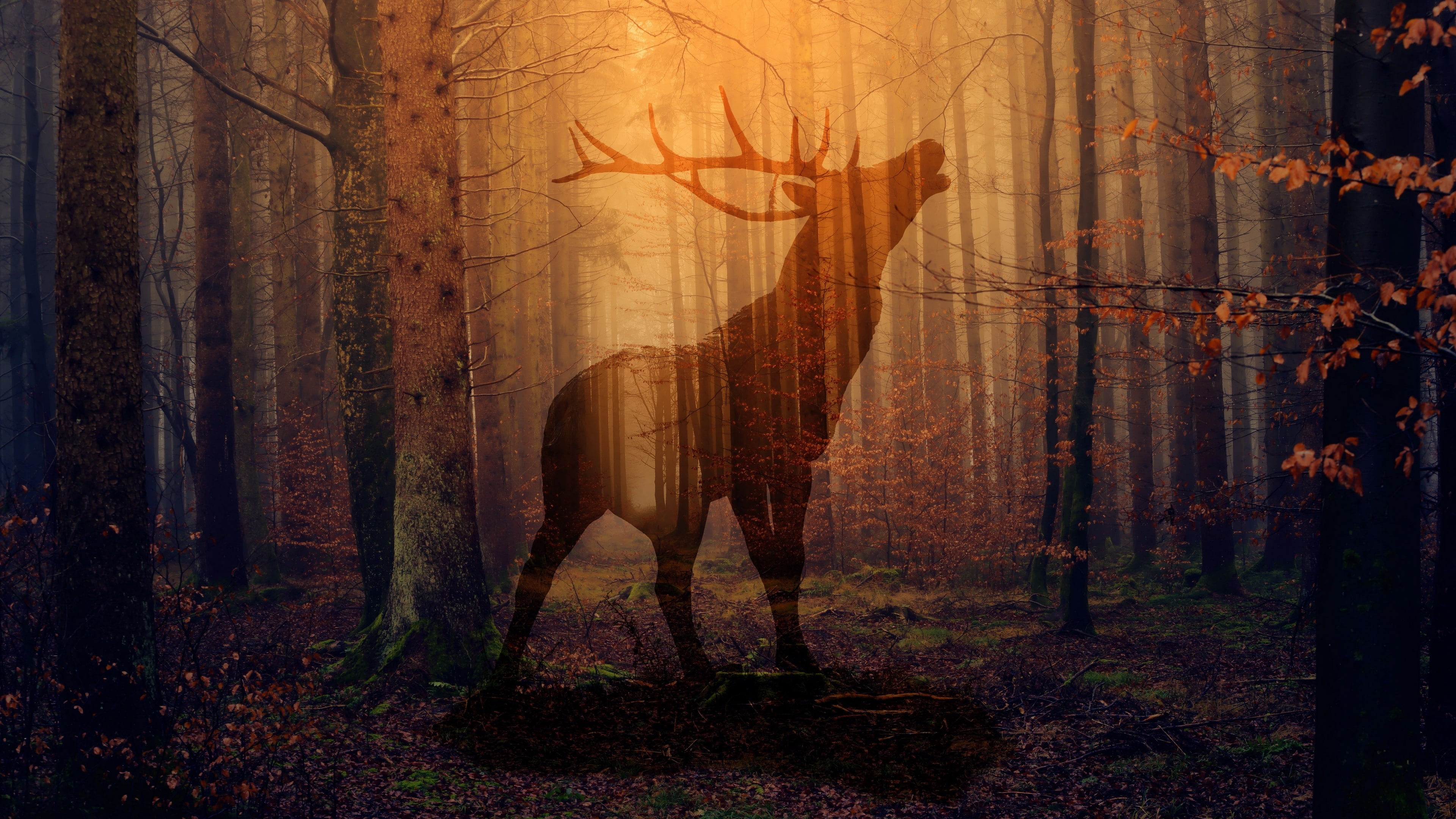 nature forest deer woodland sunlight darkness silhouette 2k 4k