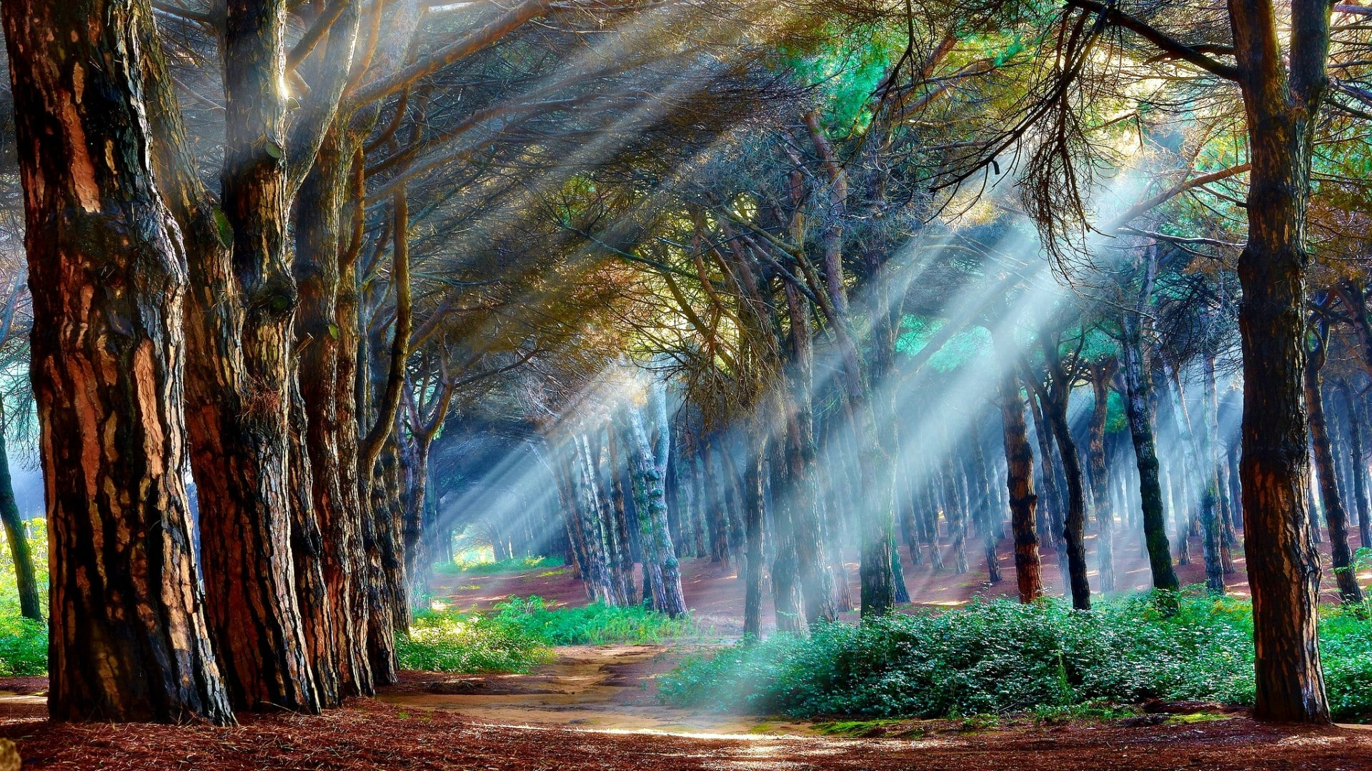 nature green woodland forest sunbeam rays tree grove 2k