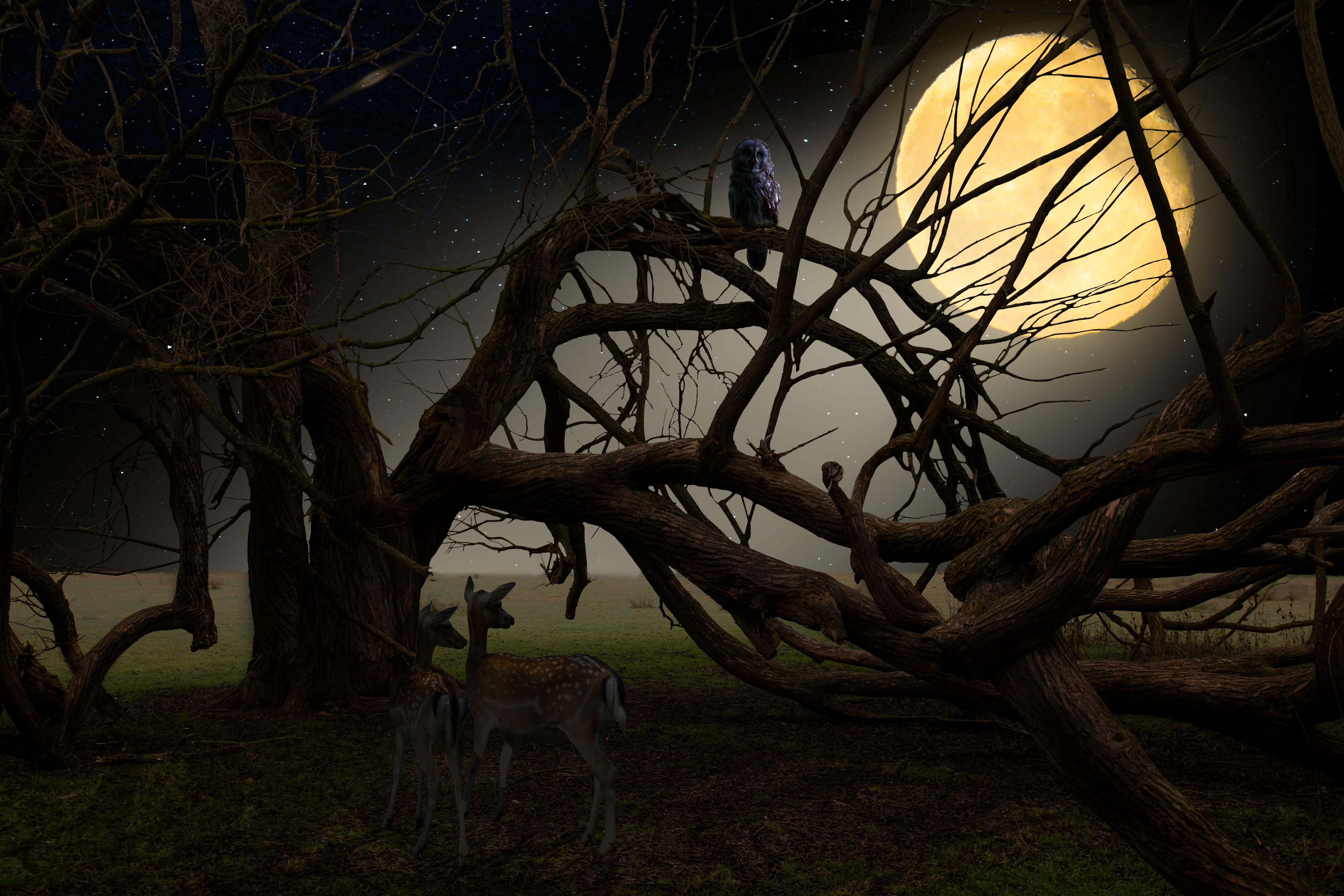 nature landscape animals moon roe deer owl full 2k 4k 5k