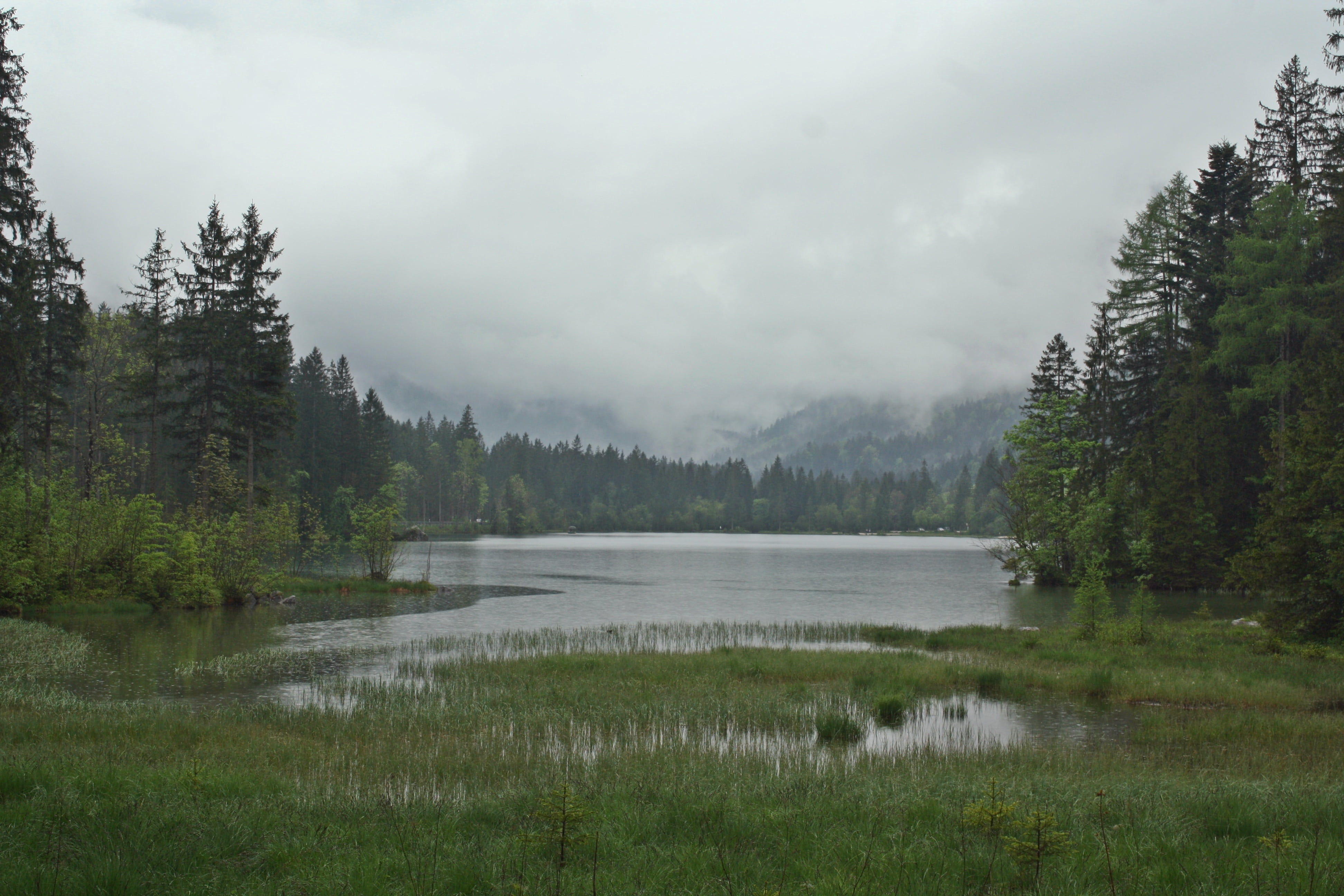 river between green pine trees lost places fog trist gloomy 2k 4k