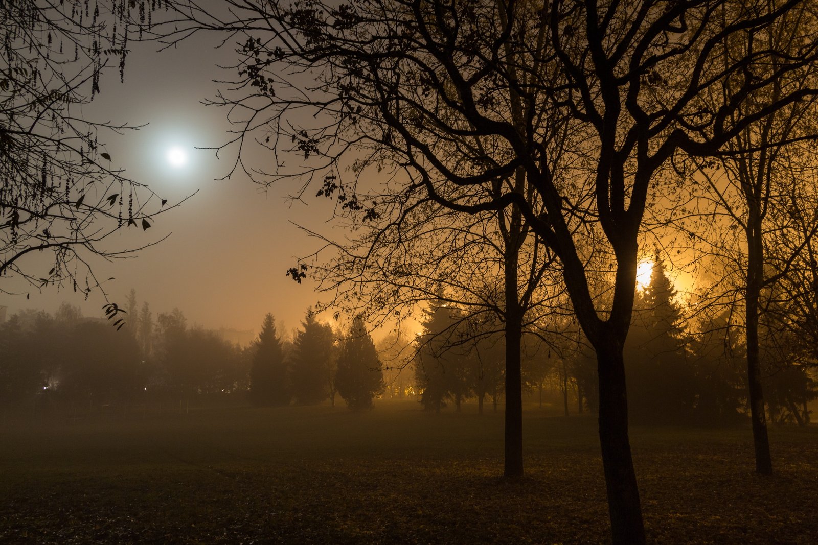 silhouette of bare trees Autumn Fog Moon Night Lighting 2k 4k 5k