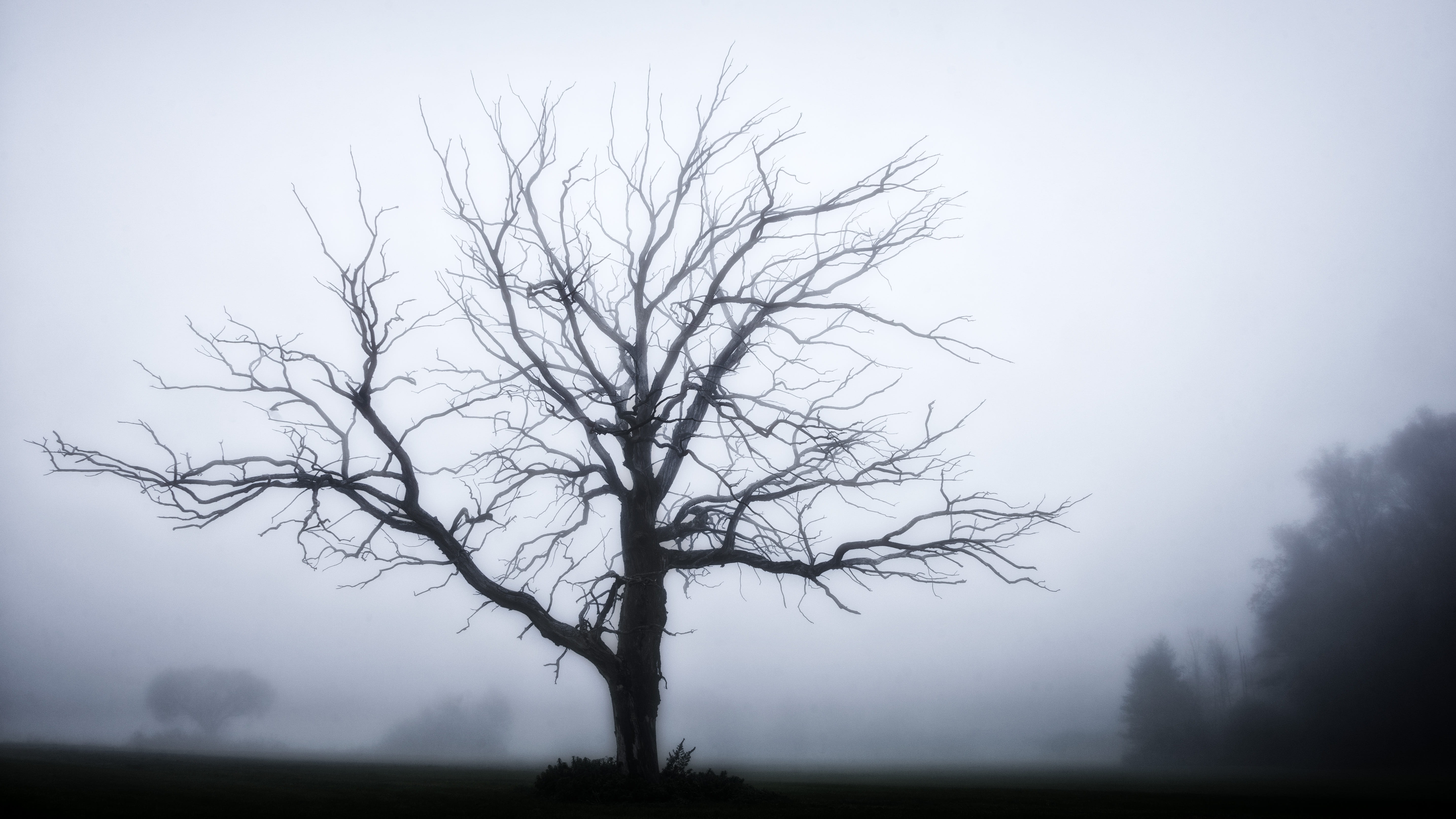 silhouette of tree without leaves fog grey winter mysterious 2k 4k 5k