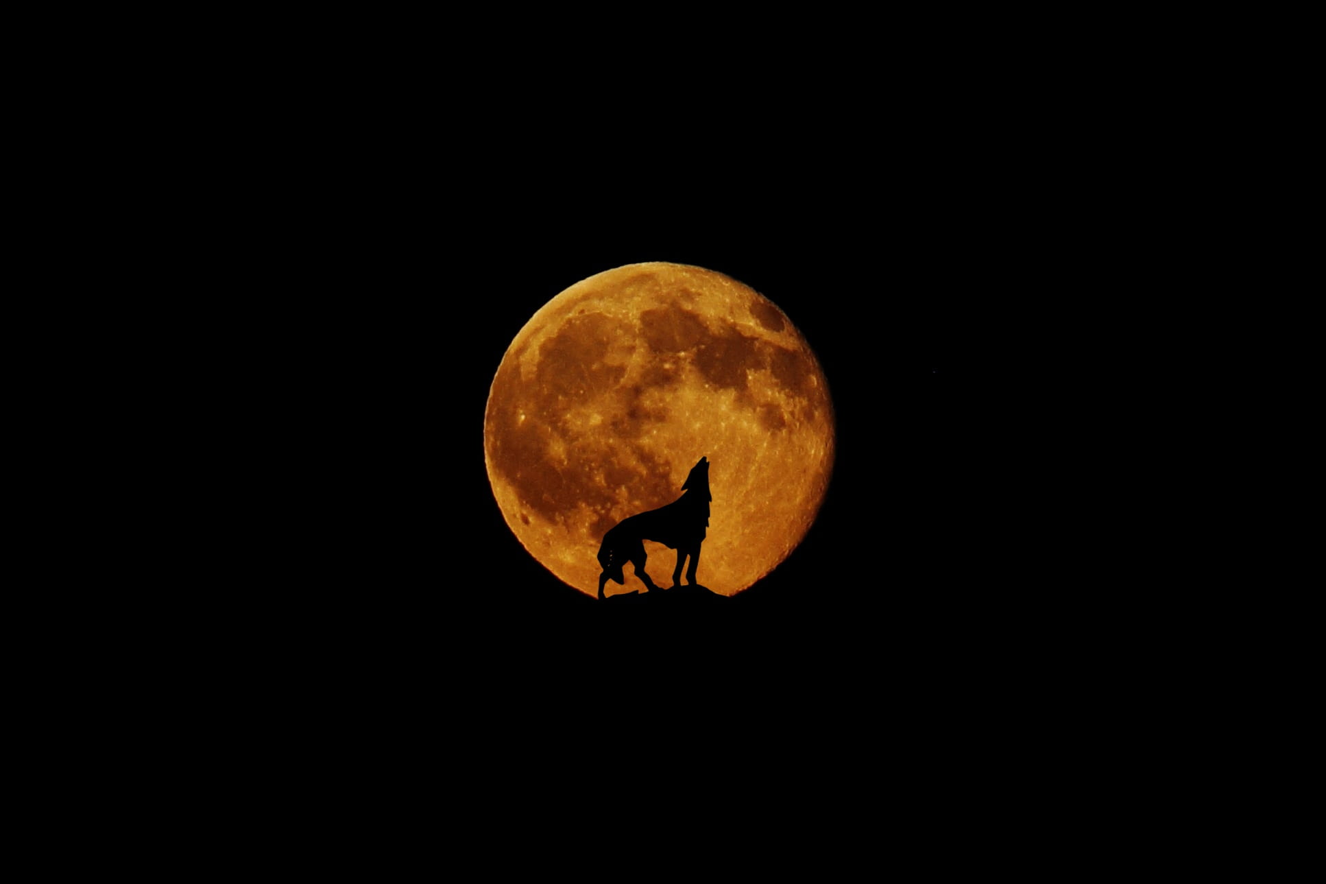 silhouette of wolf during red moon full howl mystical 2k