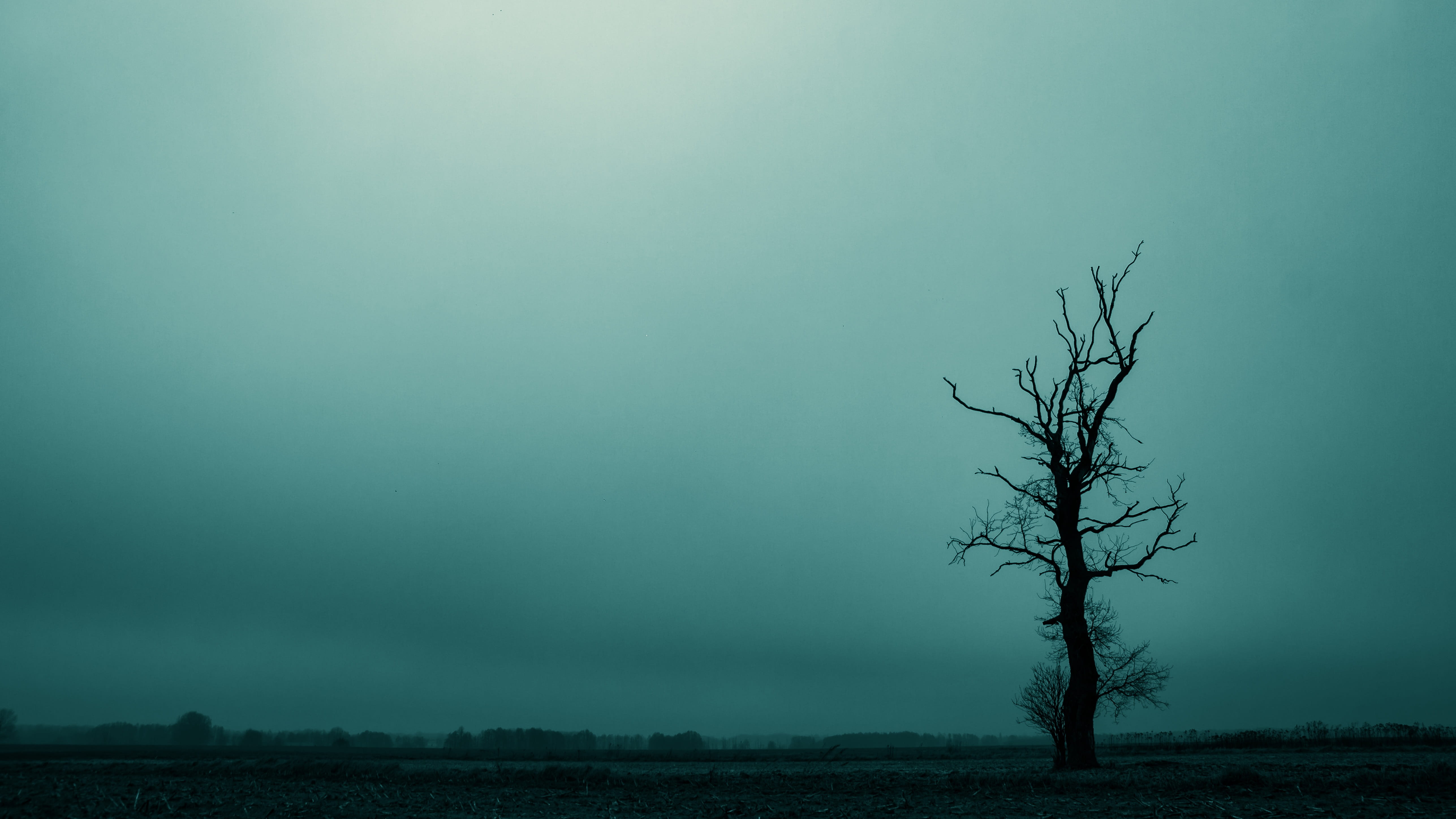tree dreary dark landscape atmosphere mood mystical mysterious 2k 4k 5k